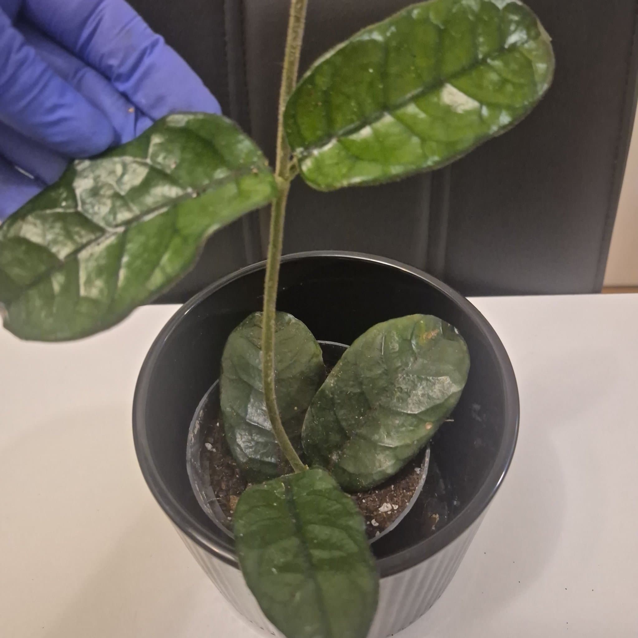 Hoya globulosa vilosa