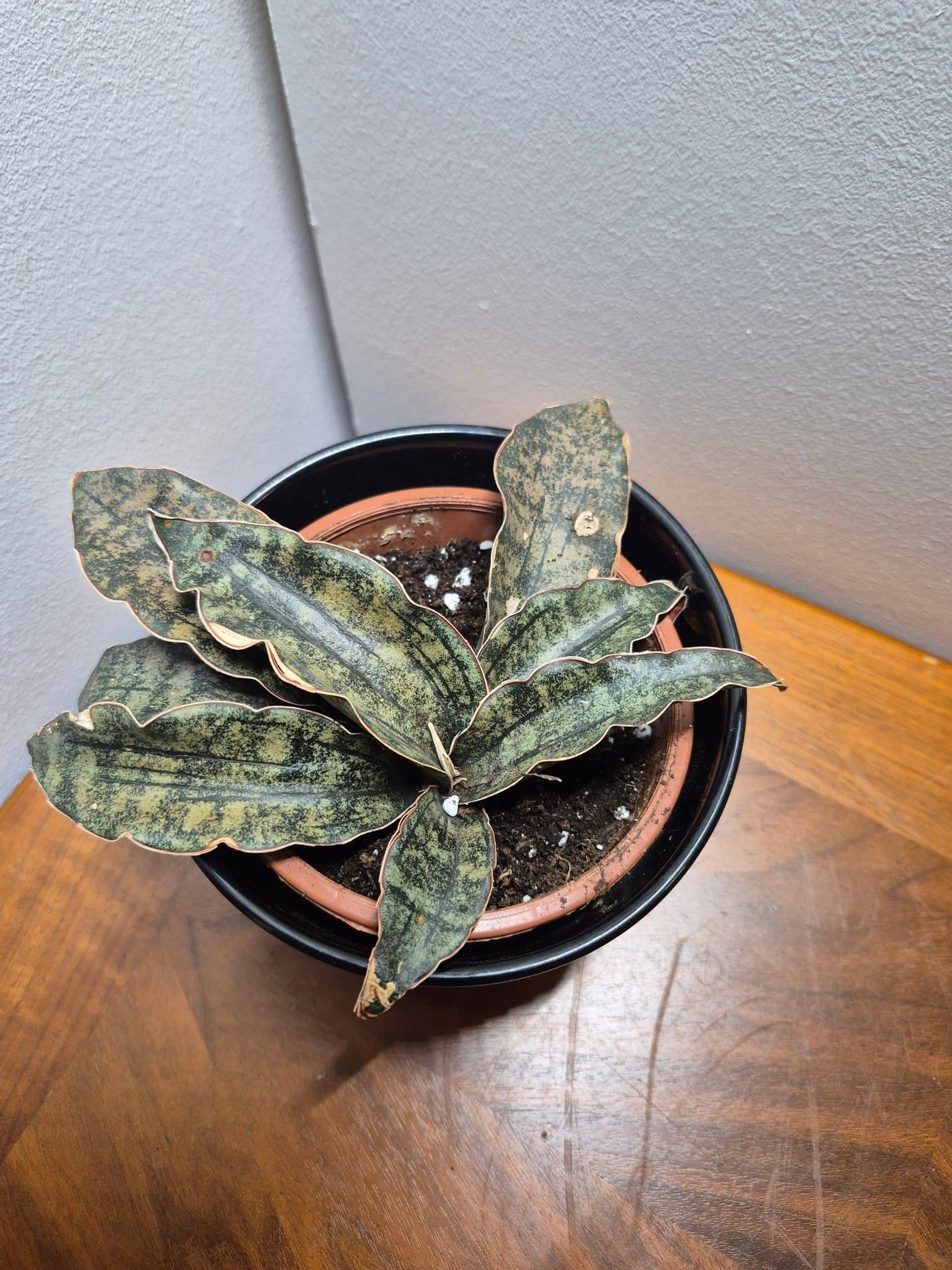 Dracaena pethera var. pulchra ’Coppertone’