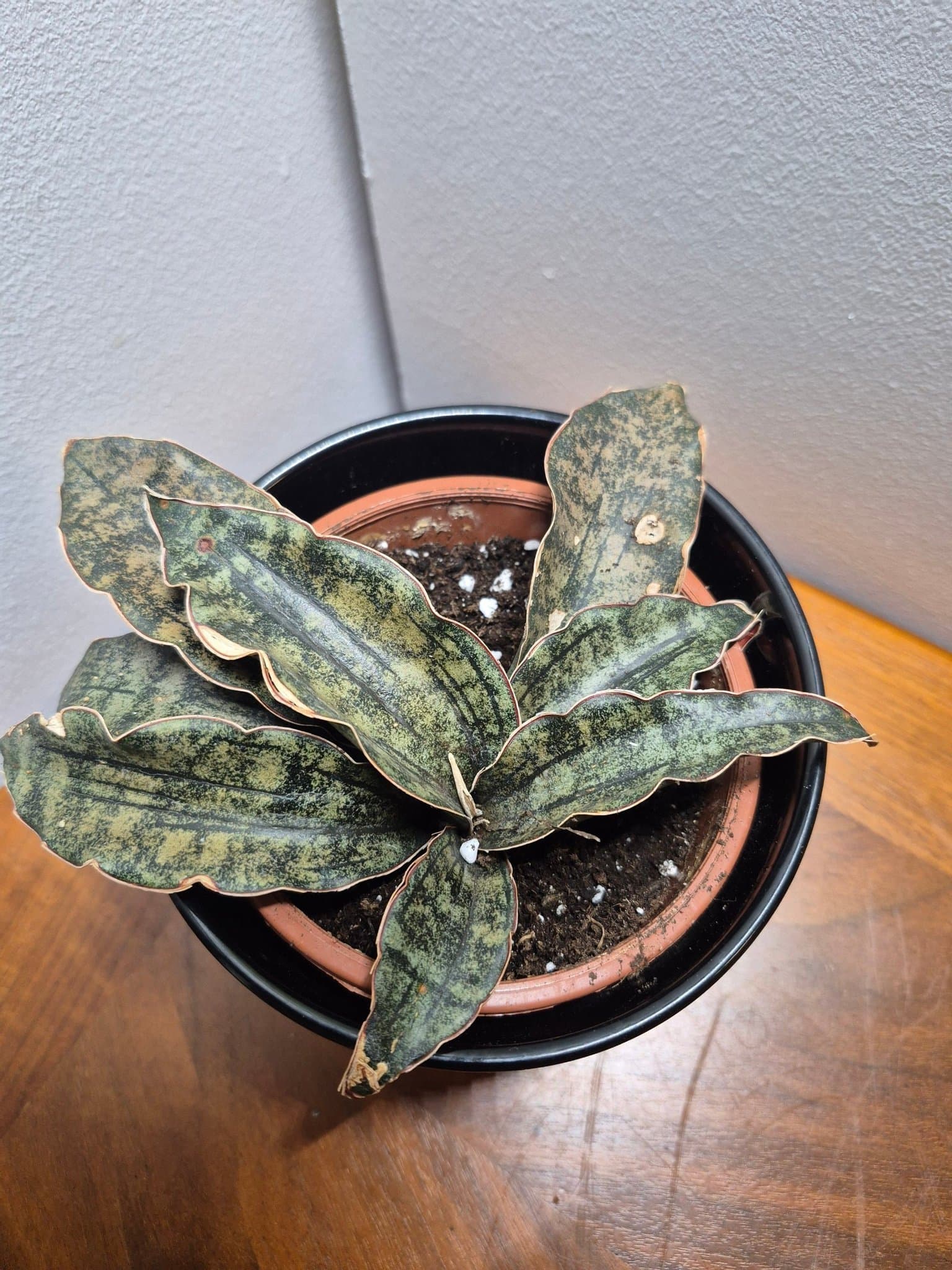 Dracaena pethera var. pulchra ’Coppertone’