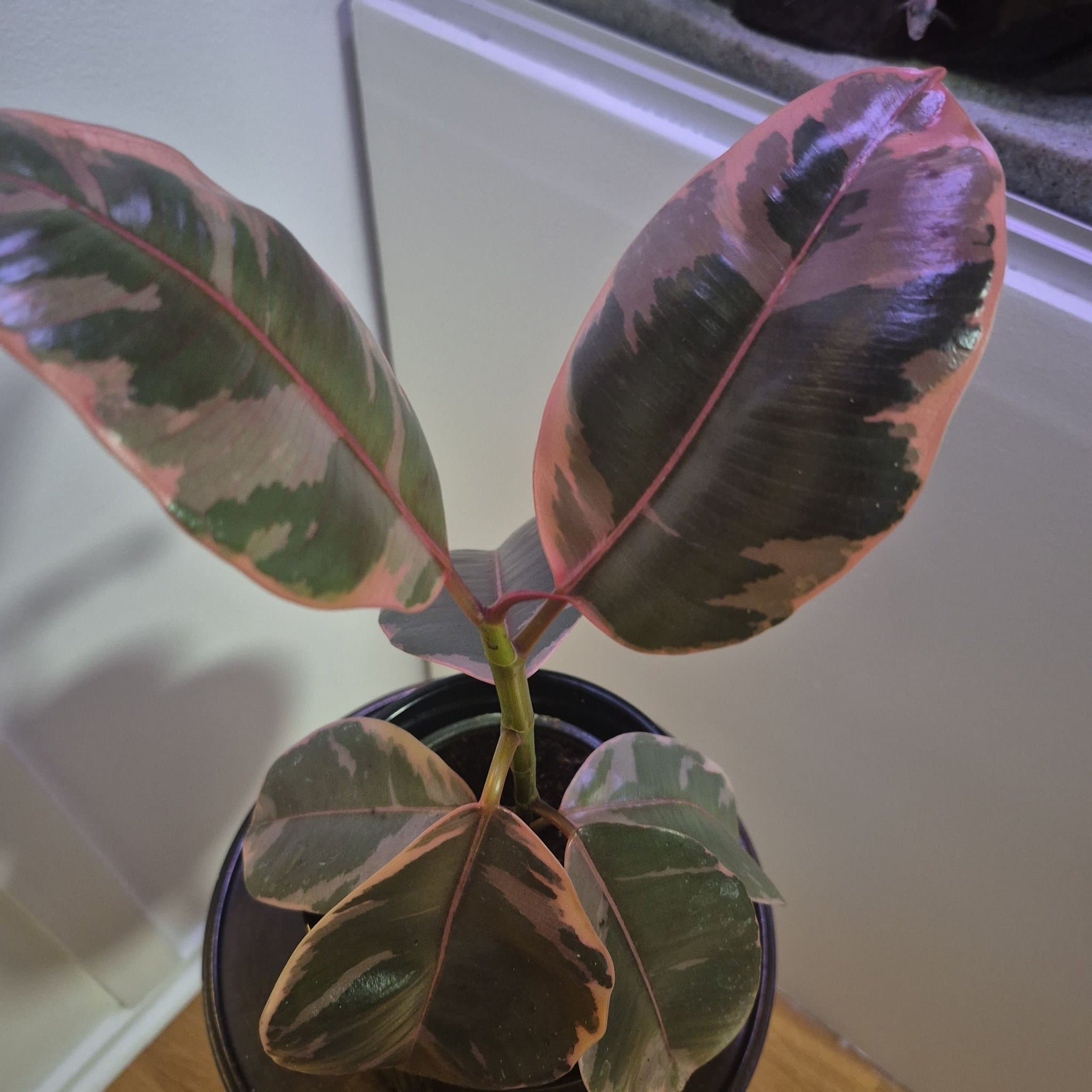 Ficus Elastica Tineke - Gummiplanta