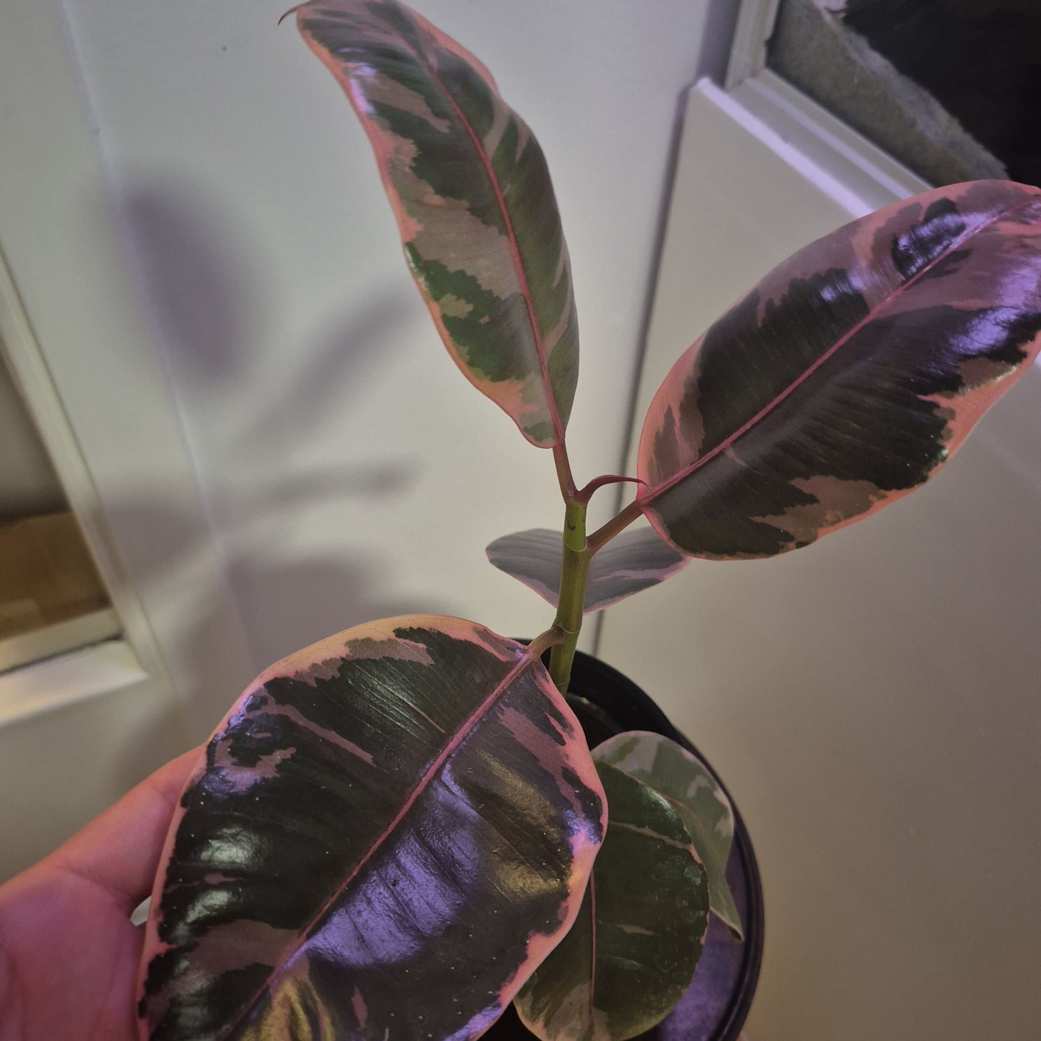 Ficus Elastica Tineke - Gummiplanta