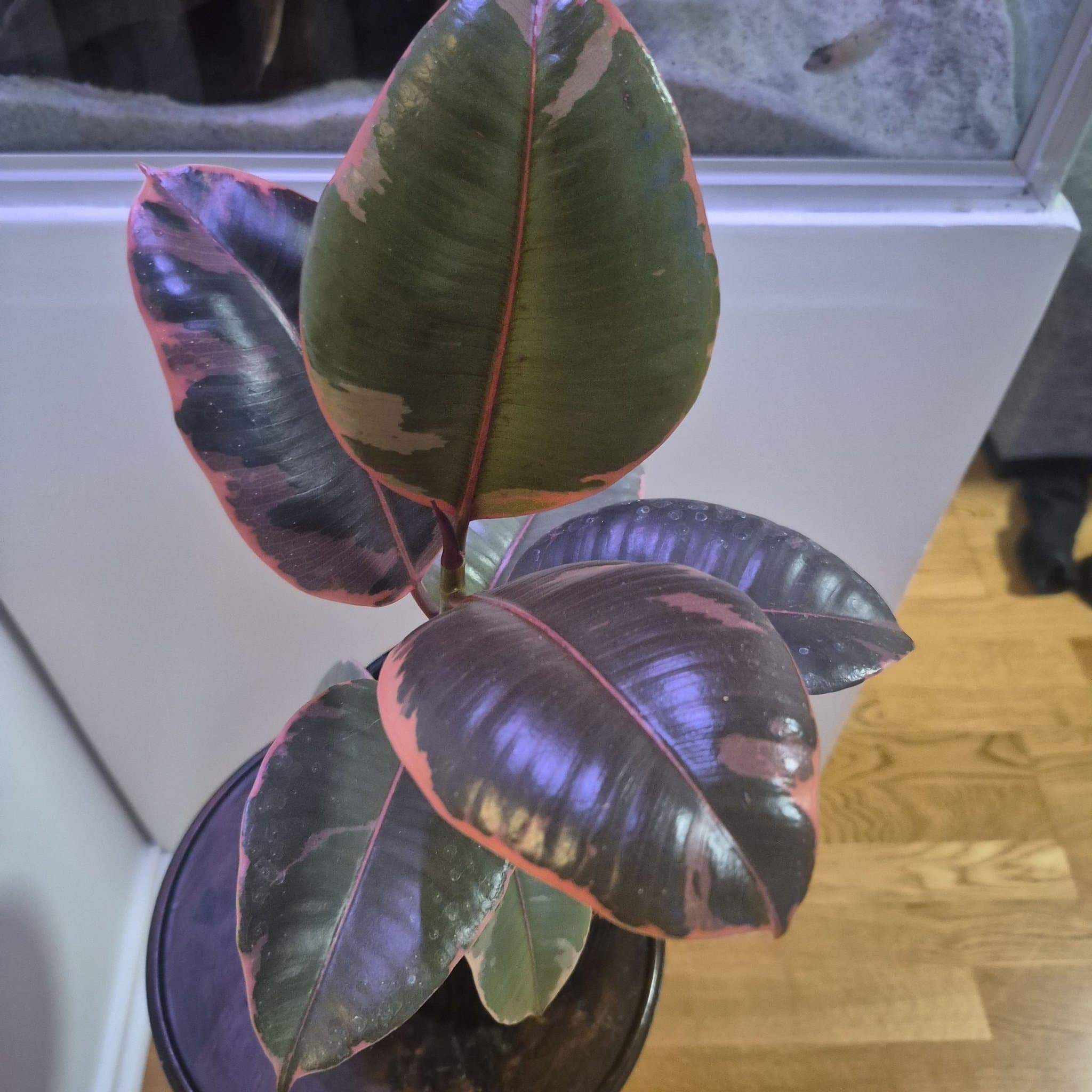 Ficus Elastica 'Tineke'
