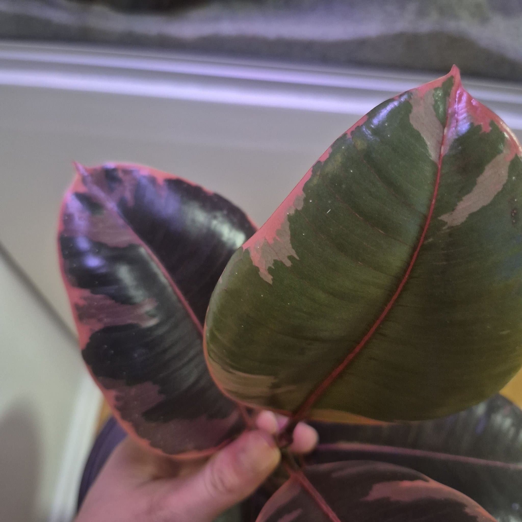 Ficus Elastica 'Tineke'