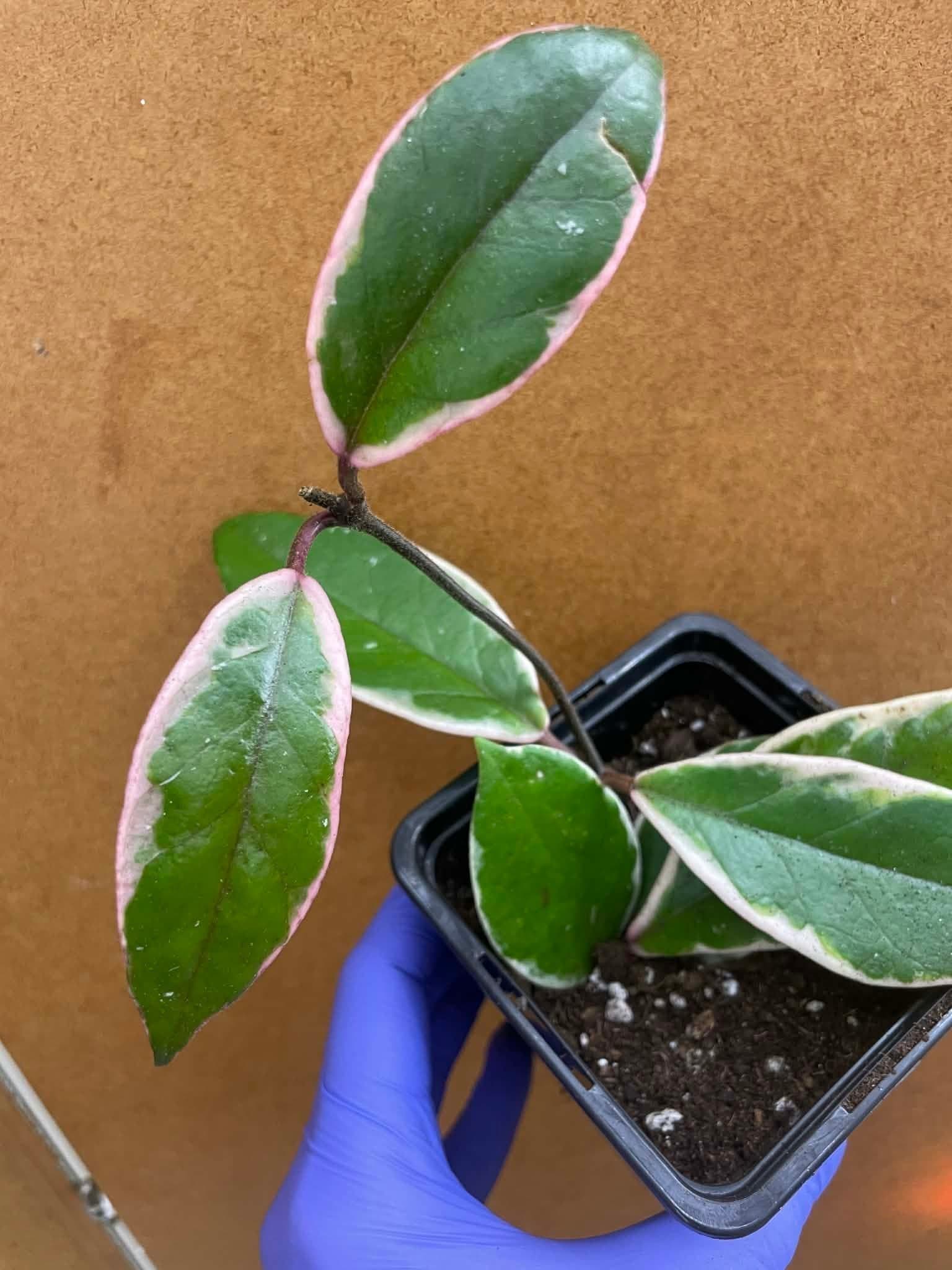 Hoya Krimson Queen