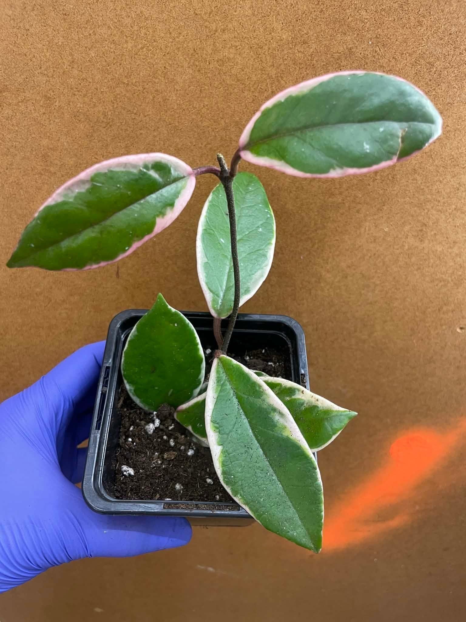 Hoya Krimson Queen