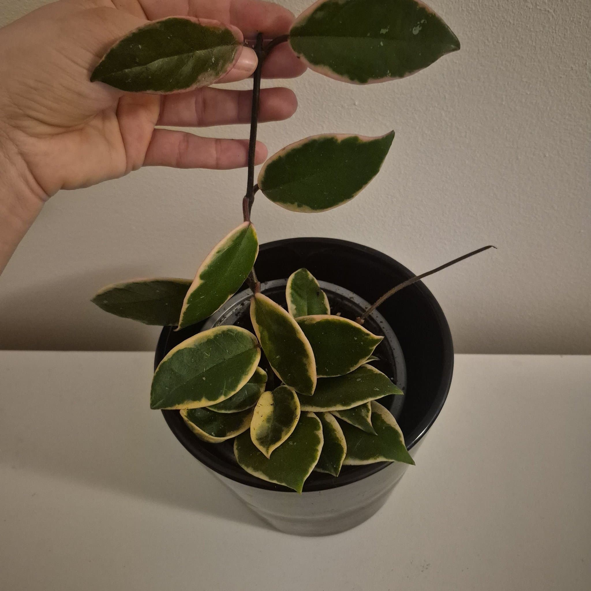 Hoya Krimson Queen