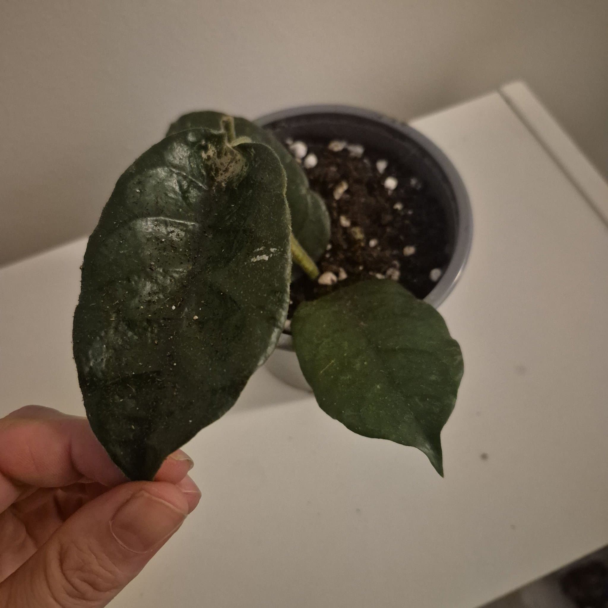 Hoya globulosa vilosa
