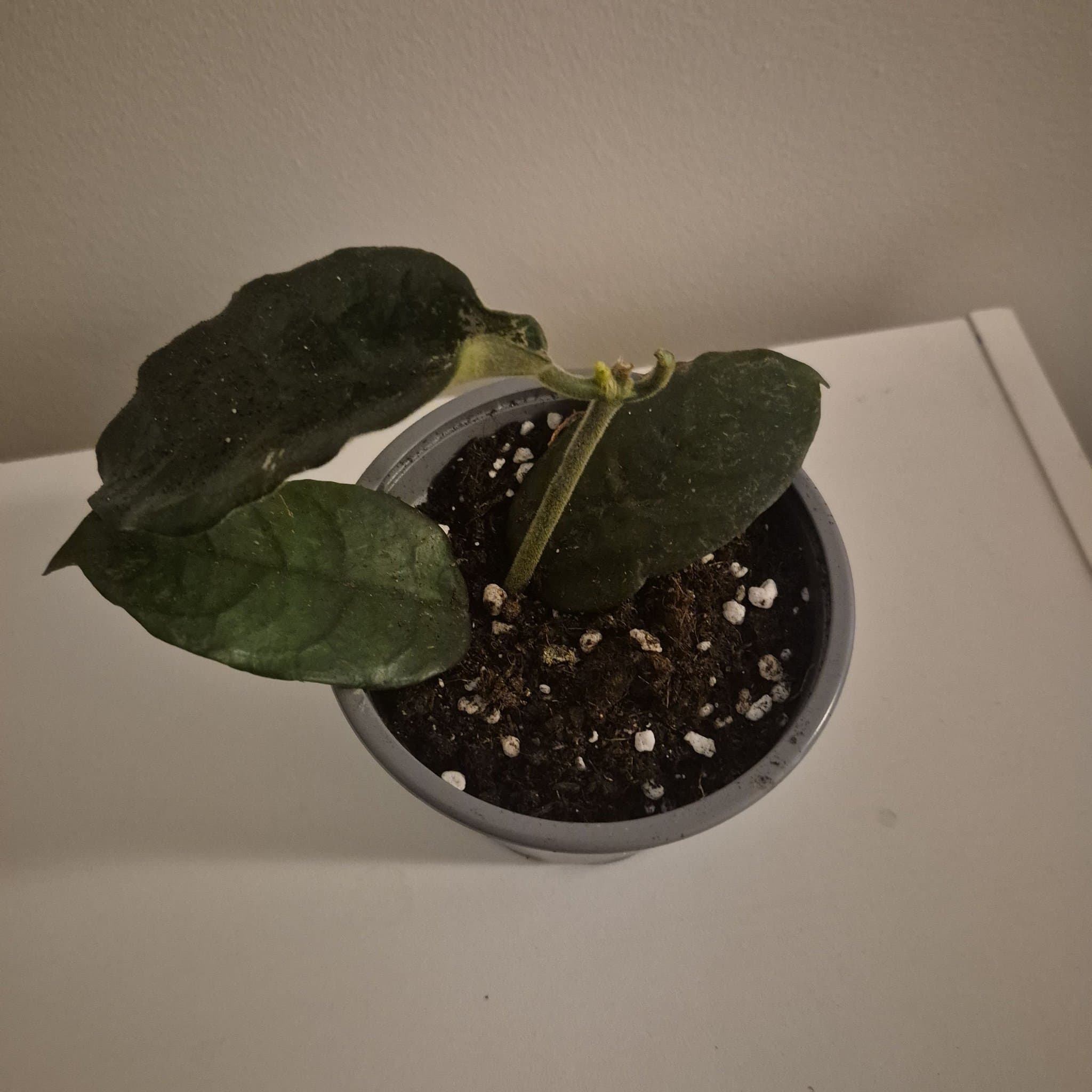 Hoya globulosa vilosa