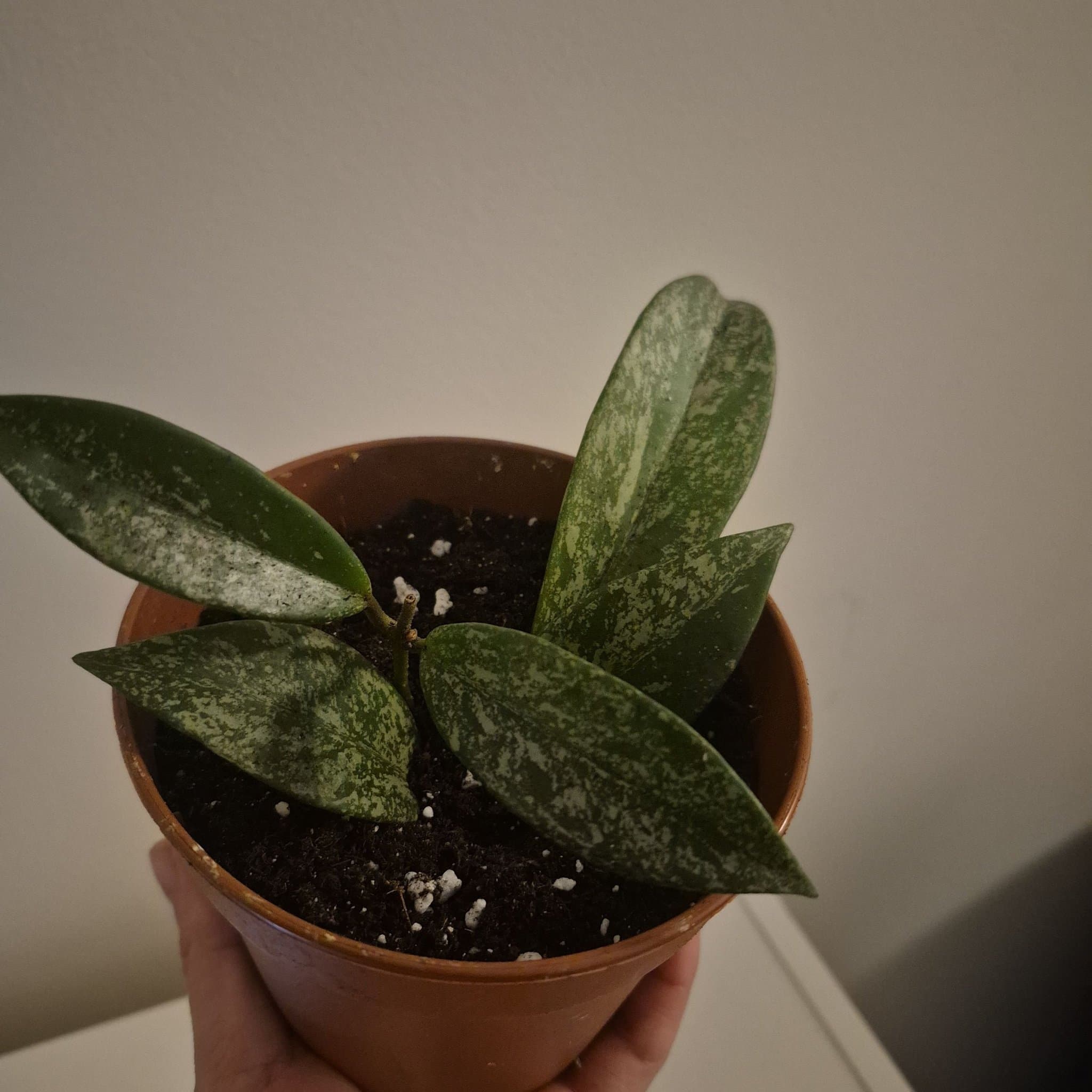 Hoya Krohniana 'Super Silver'