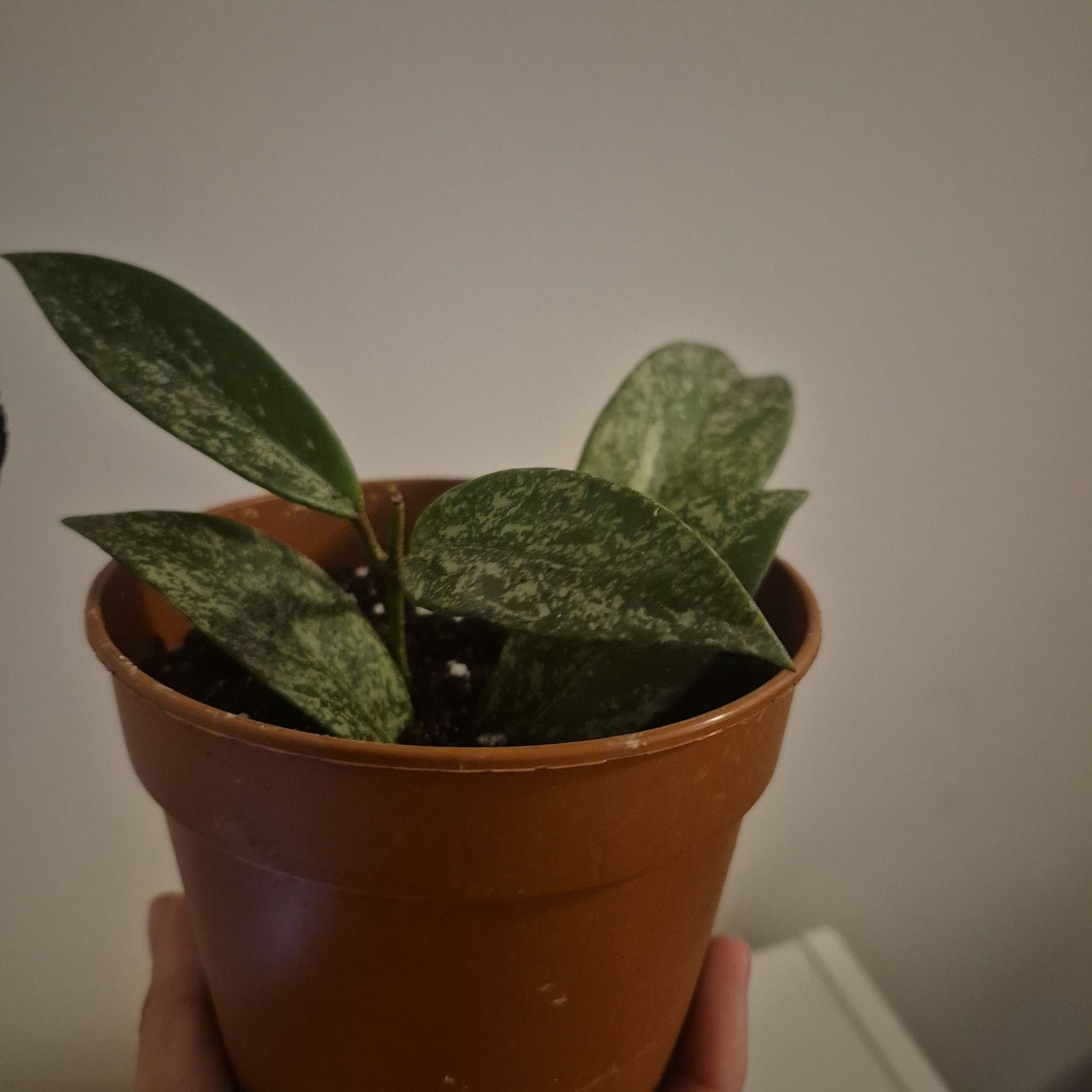 Hoya Krohniana 'Super Silver'