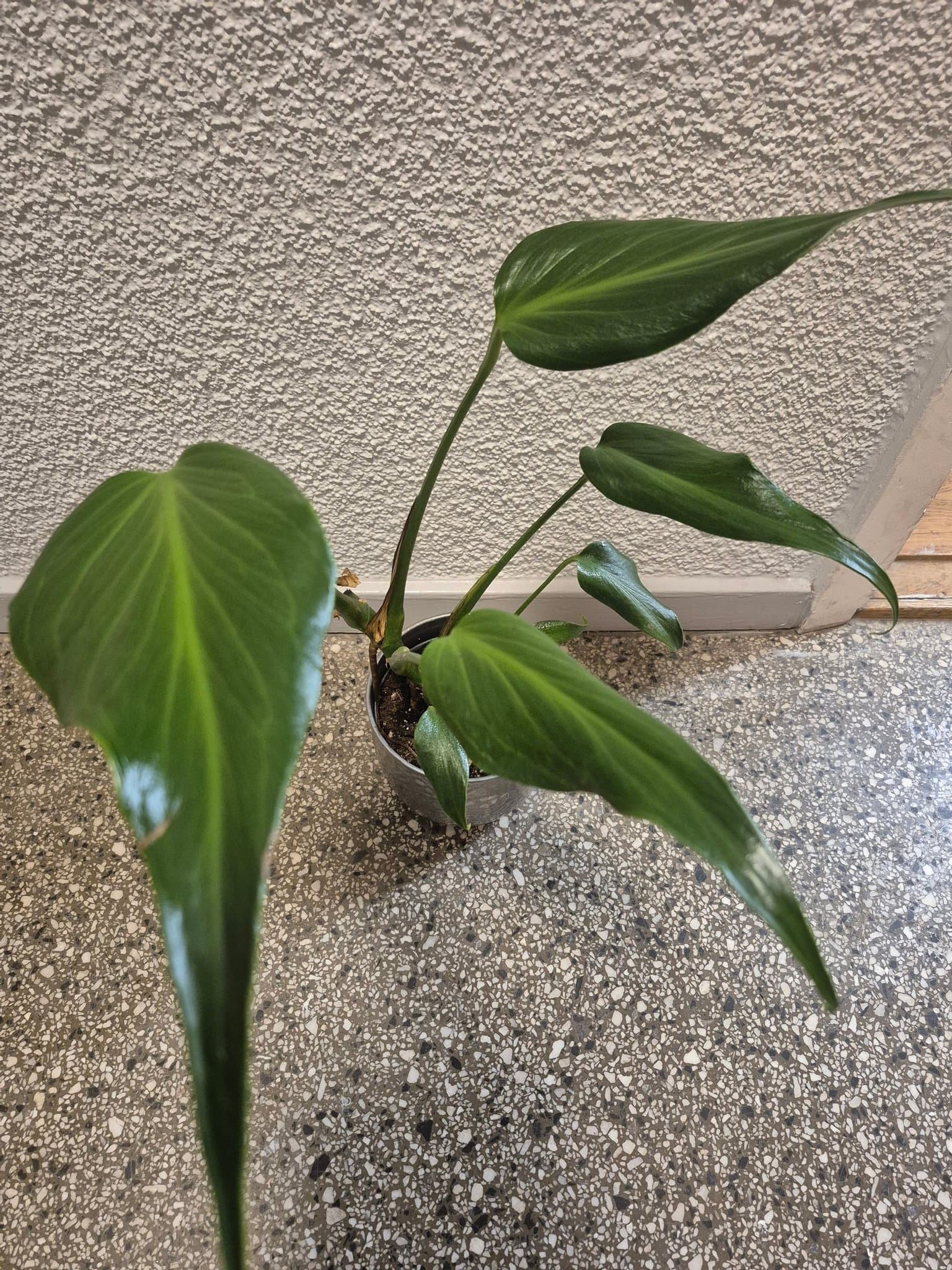 Monstera burle marx flame