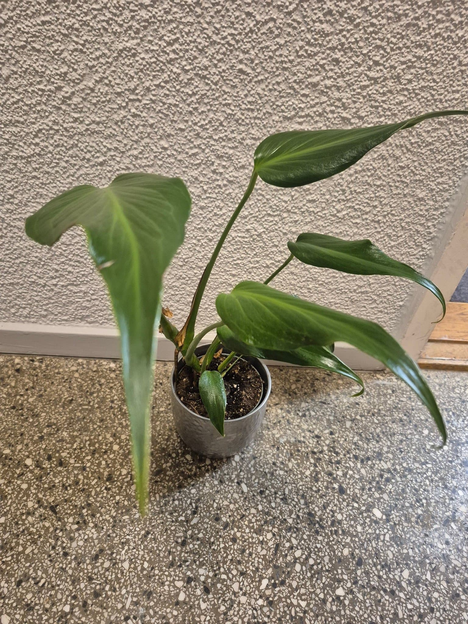 Monstera burle marx flame