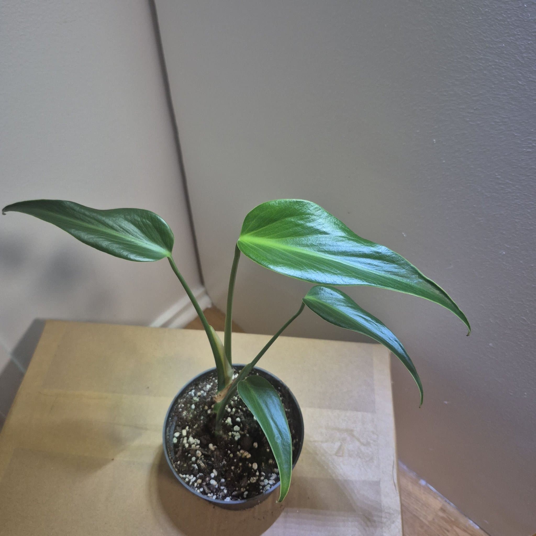 Monstera burle marx flame inte tc plant