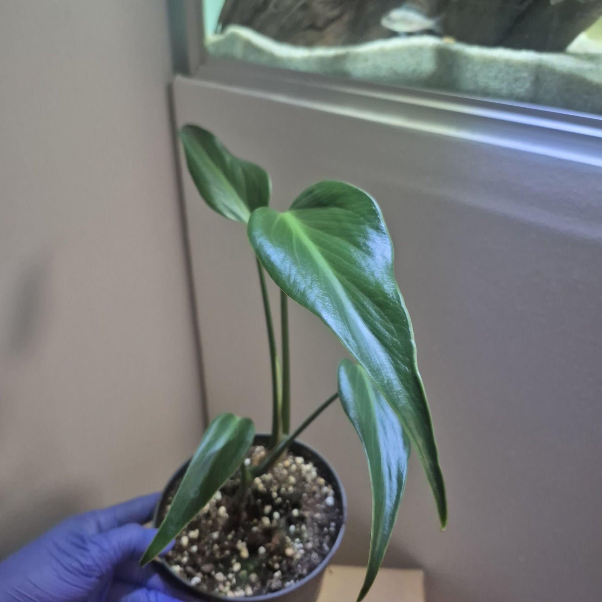 Monstera burle marx flame inte tc plant