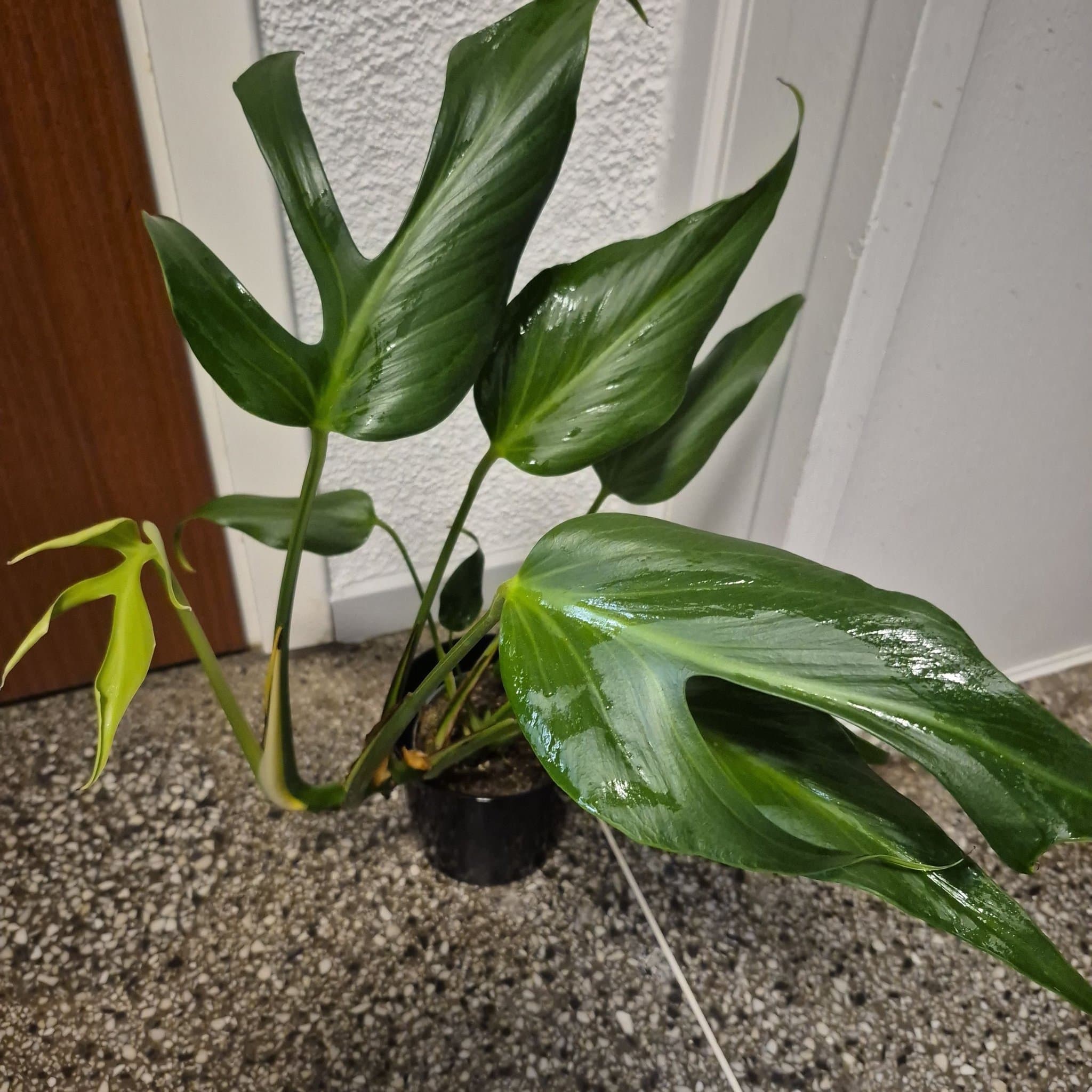 Monstera burle marx flame XL plantan