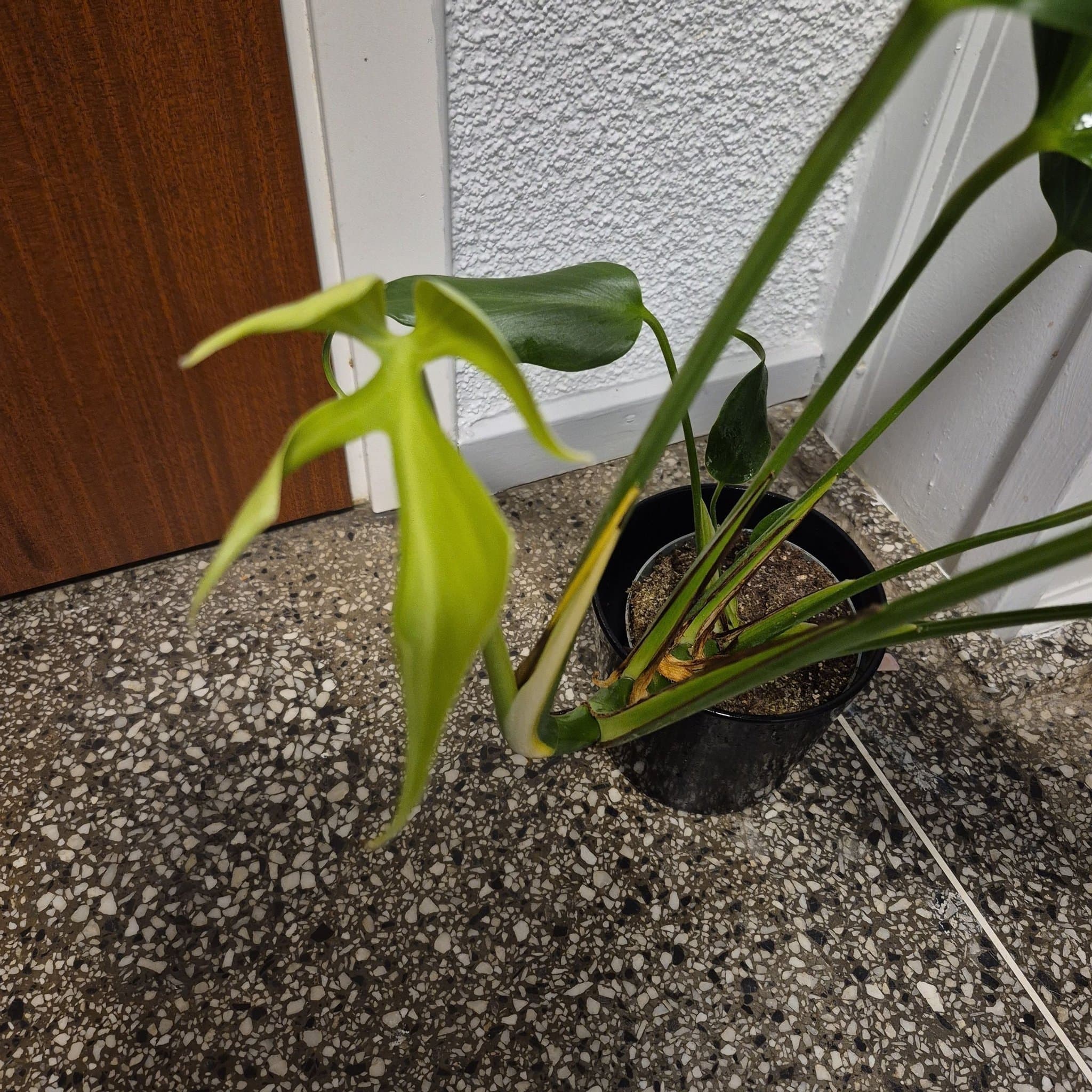 Monstera burle marx flame XL plantan