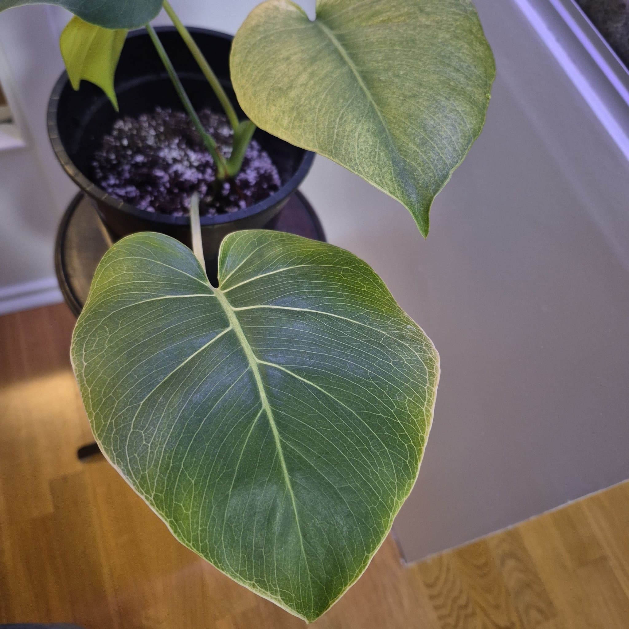 Monstera mint Mint-noid