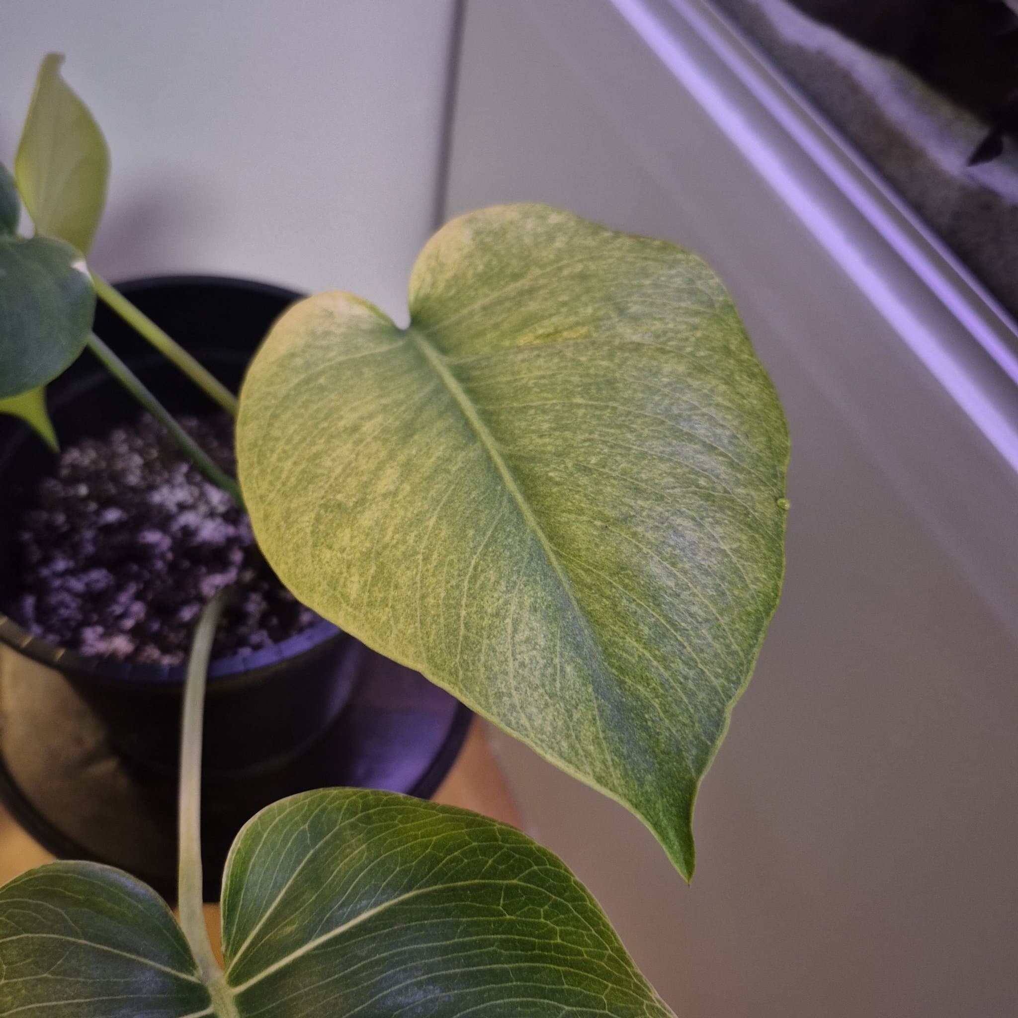 Monstera mint Mint-noid