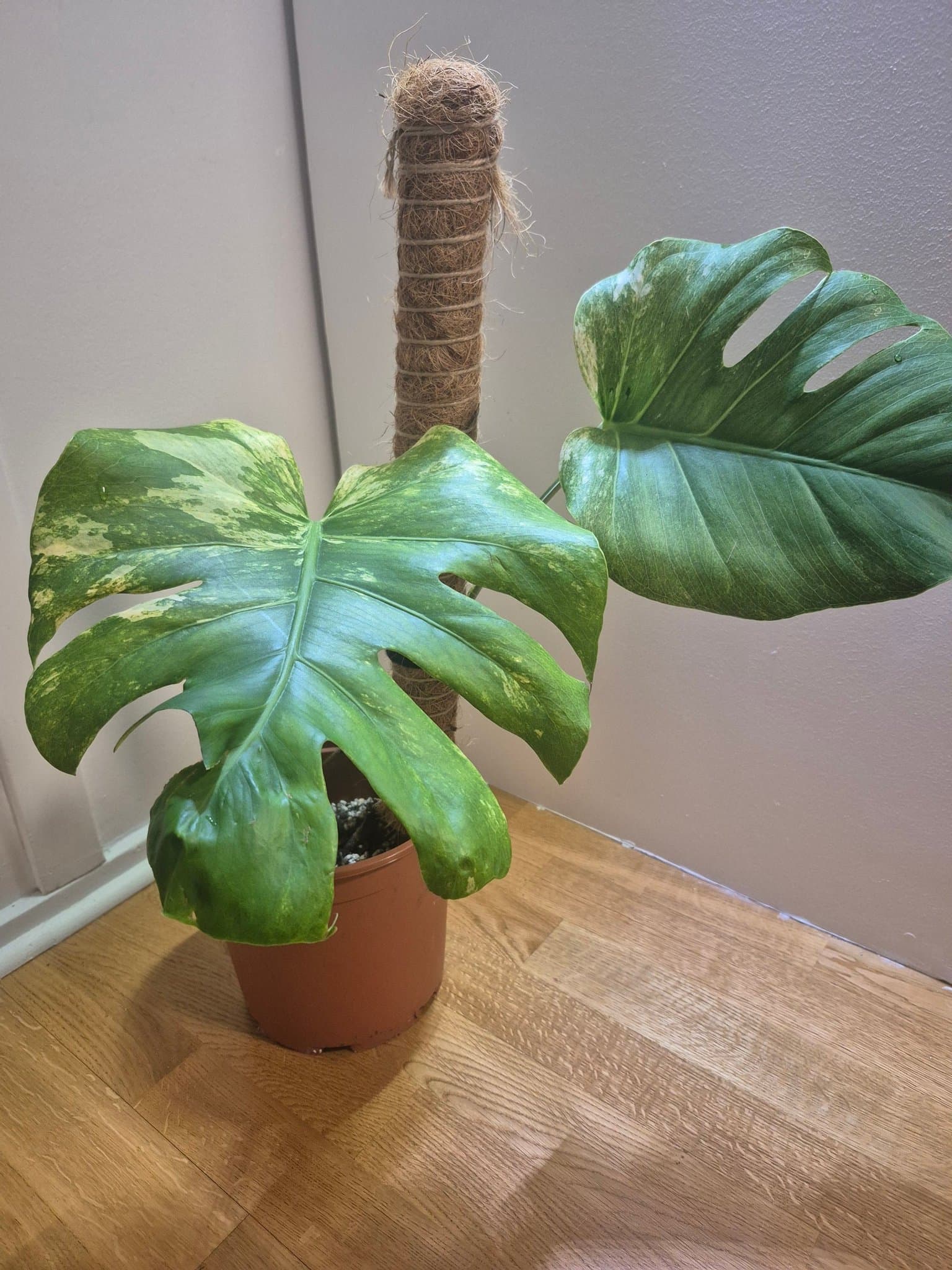 Monstera Mint – ej TC-planta