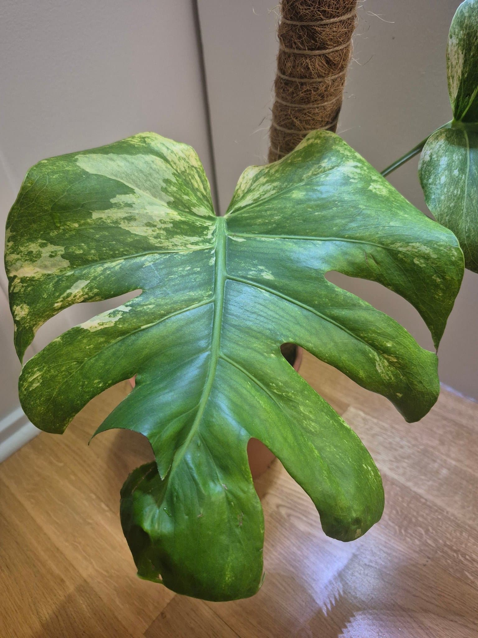 Monstera Mint – ej TC-planta