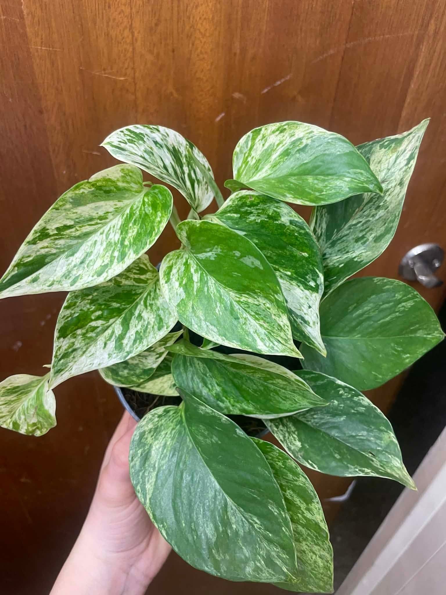 Gullranka 'Marble Queen'