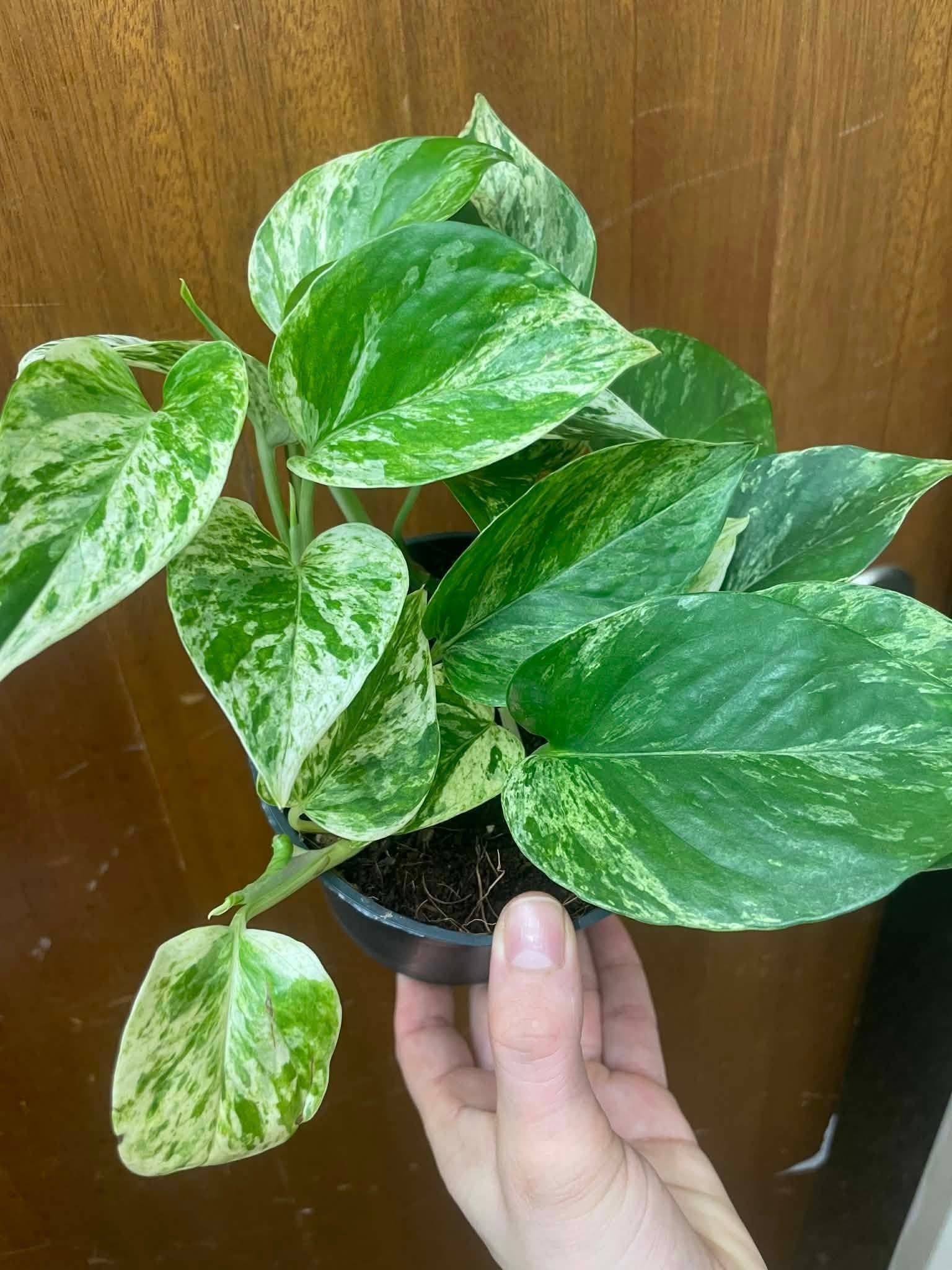 Gullranka 'Marble Queen'