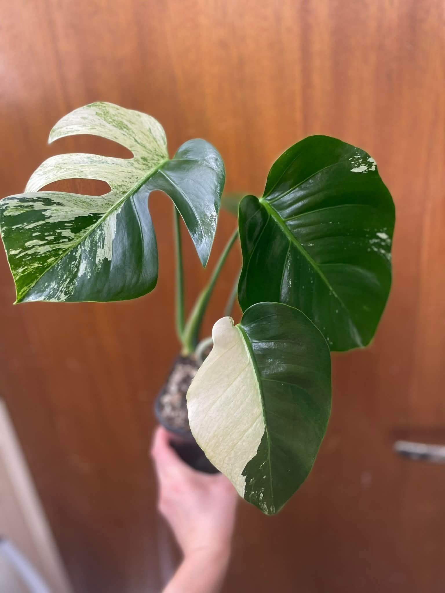 ?? Monstera Jungle Mint – Sällsynt & vacker ??