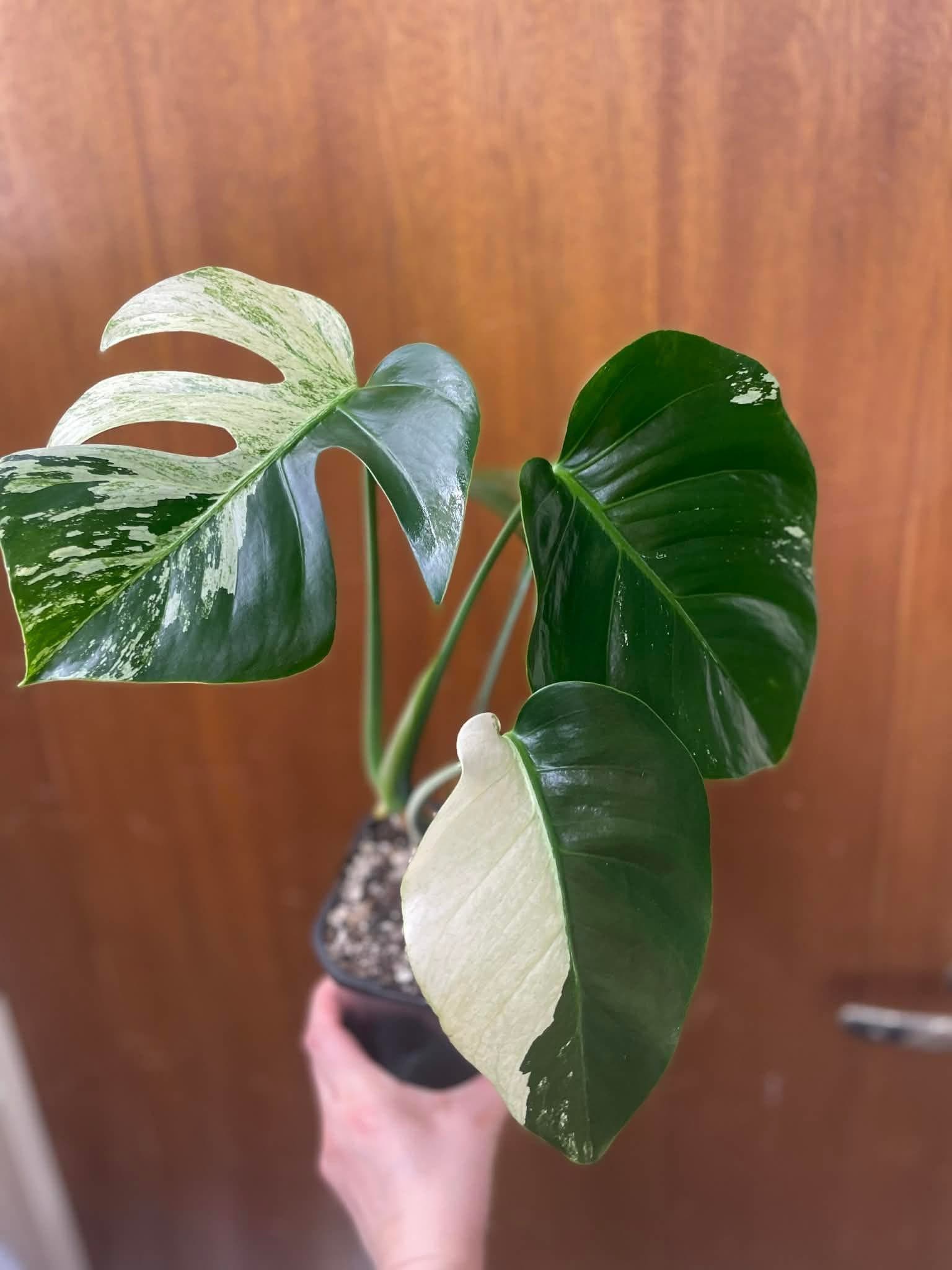 ?? Monstera Jungle Mint – Sällsynt & vacker ??