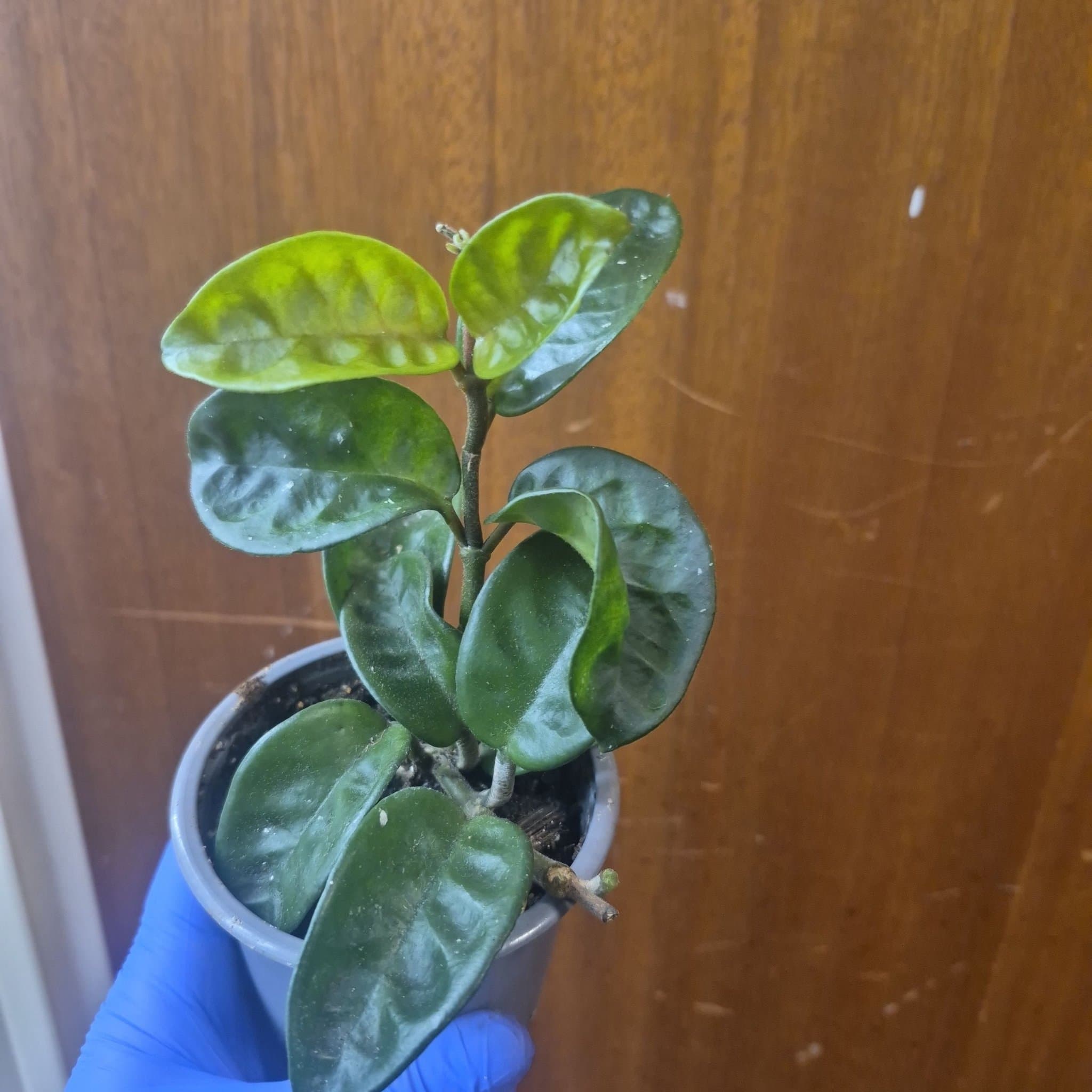 Hoya carnosa ’Krinkle 8’)