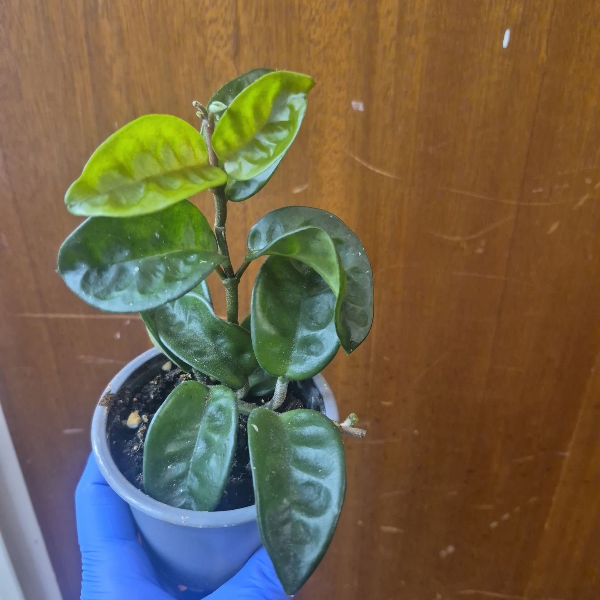 Hoya carnosa ’Krinkle 8’)