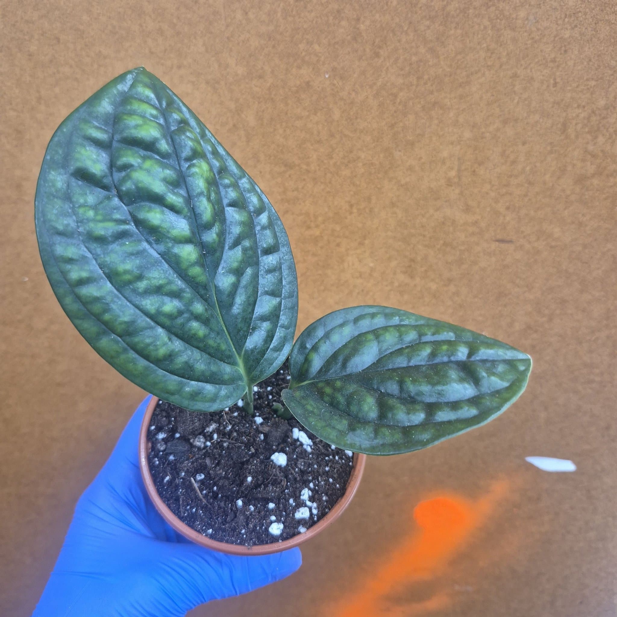 Monstera Peru (Monstera Karstenianum)