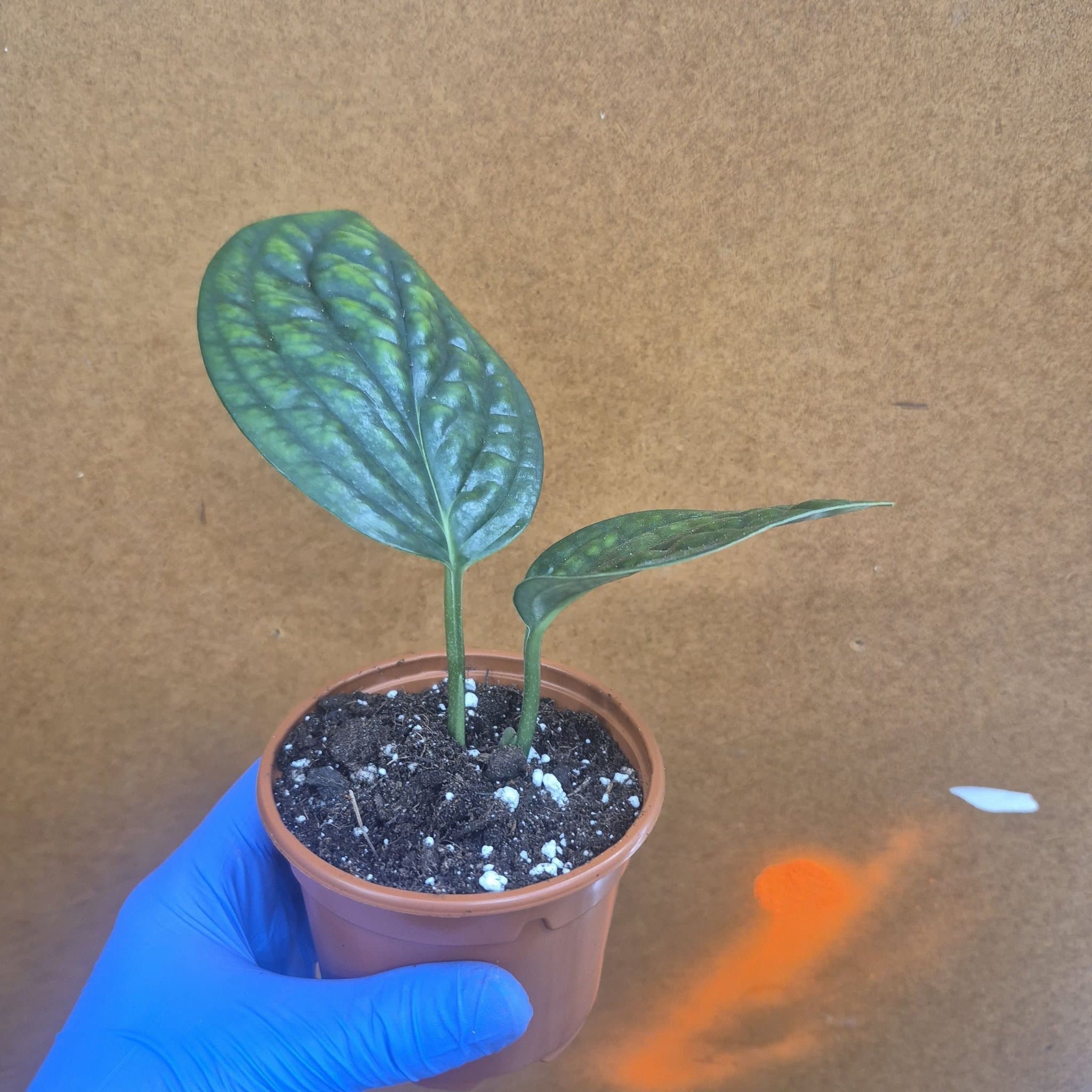 Monstera Peru (Monstera Karstenianum)