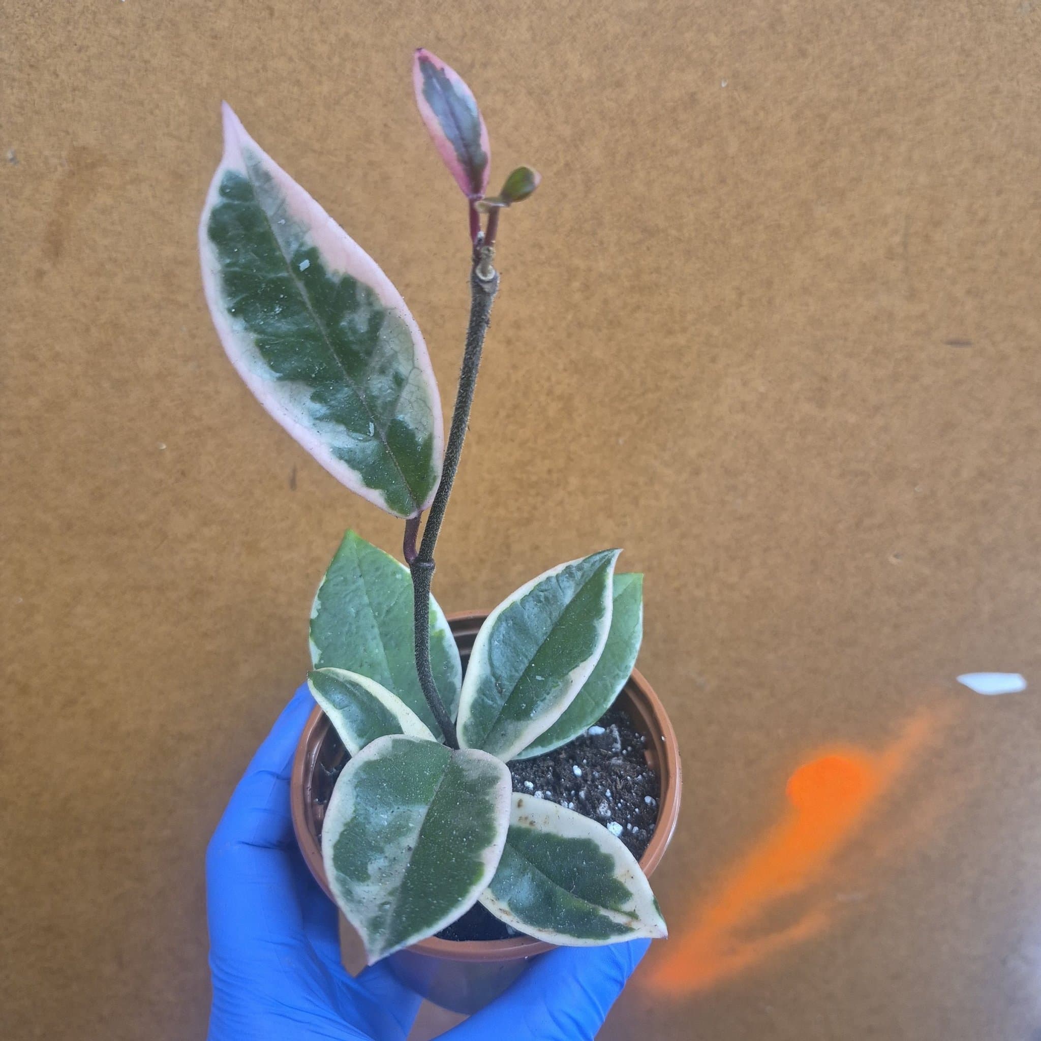 Hoya Krimson Queen