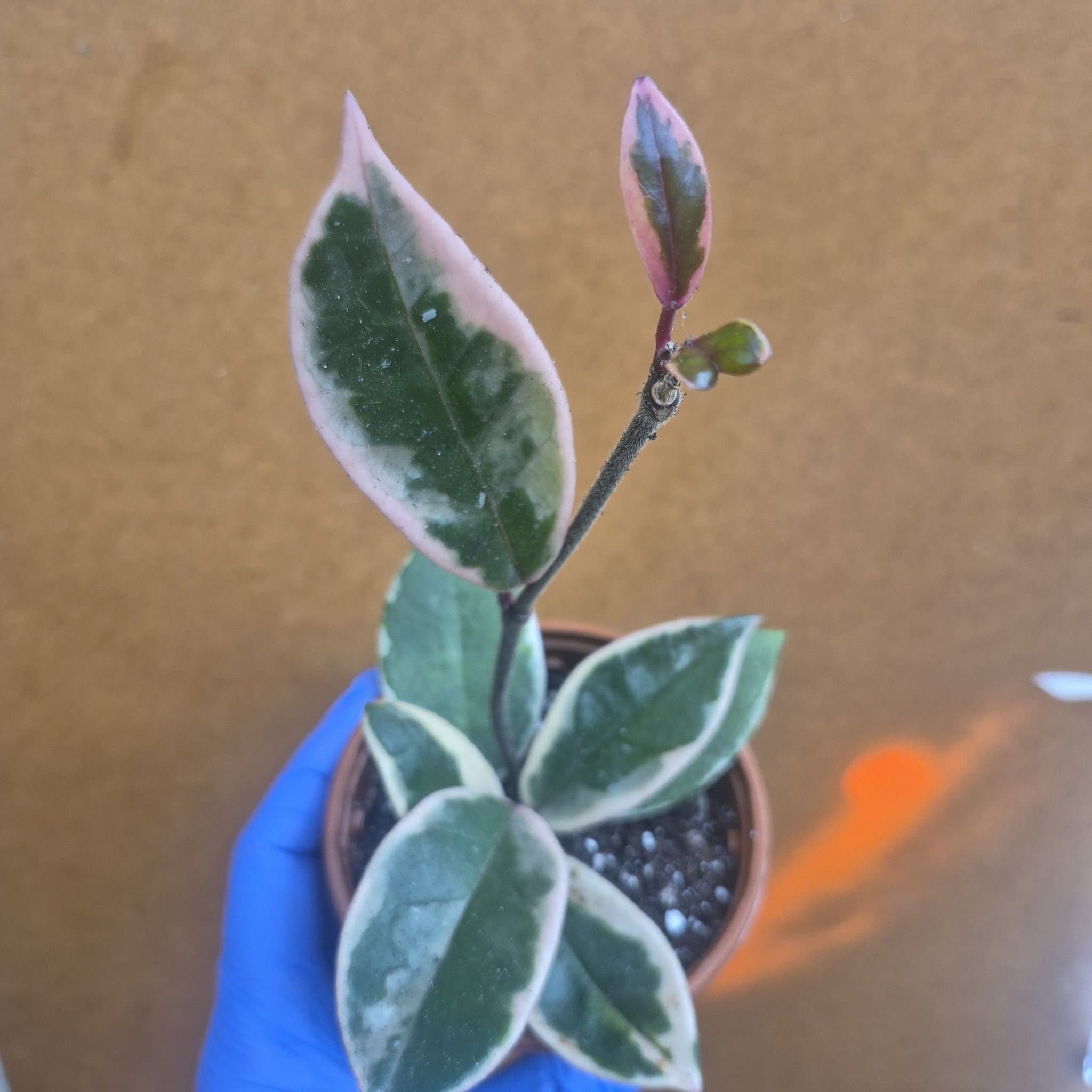 Hoya Krimson Queen