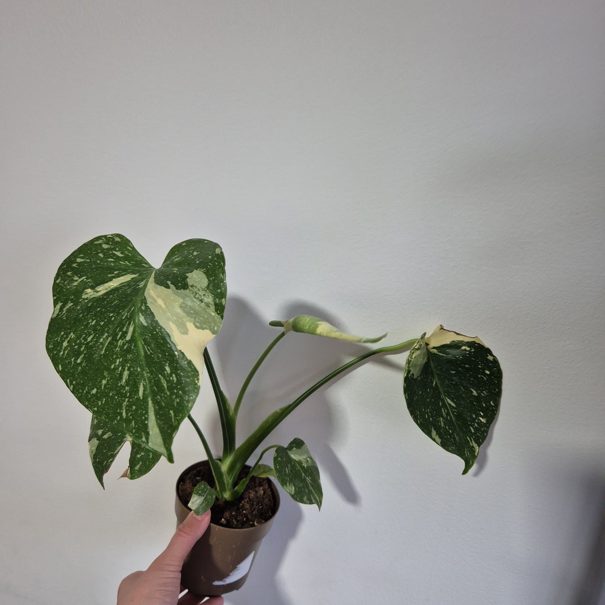 Monstera Thai Constellation