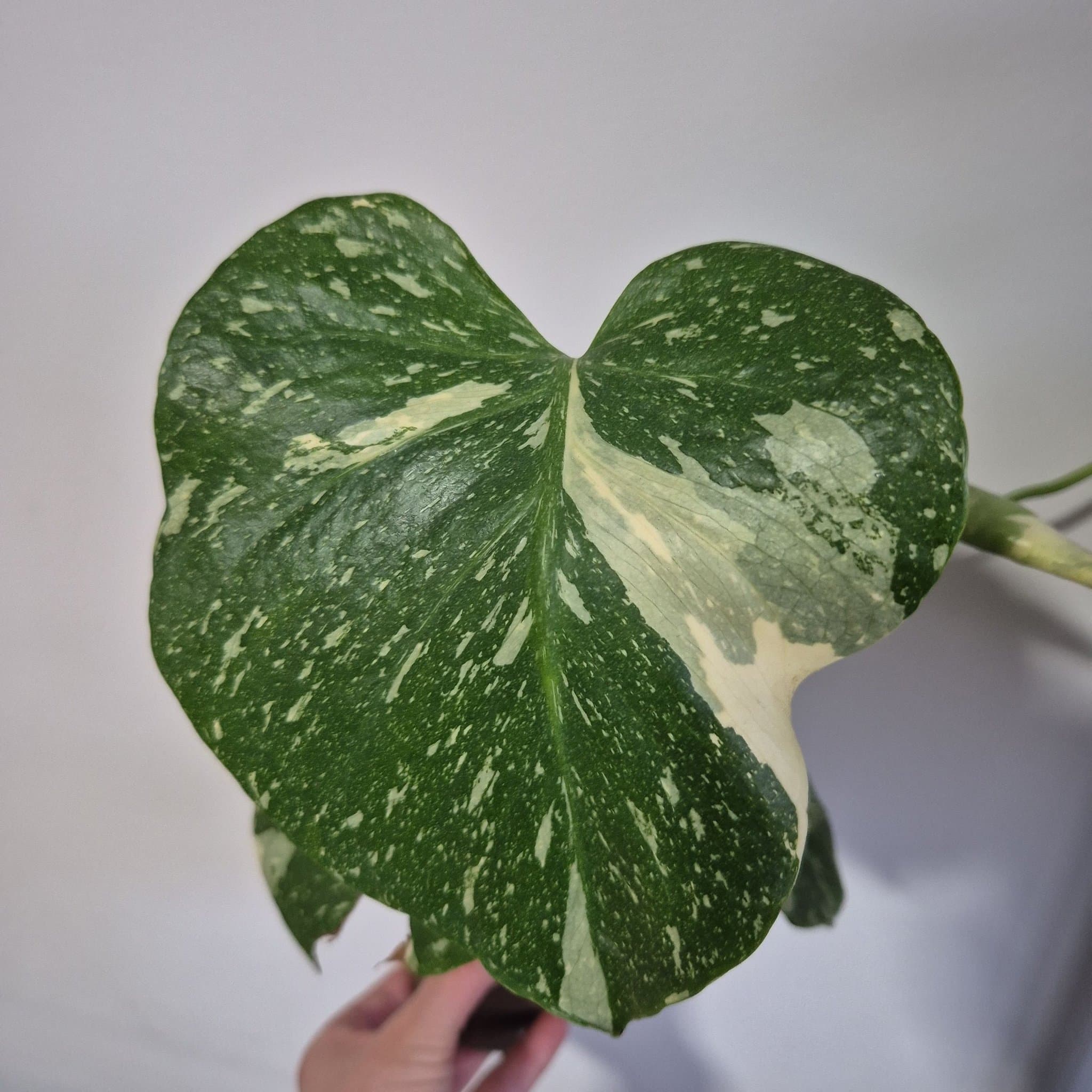 Monstera Thai Constellation