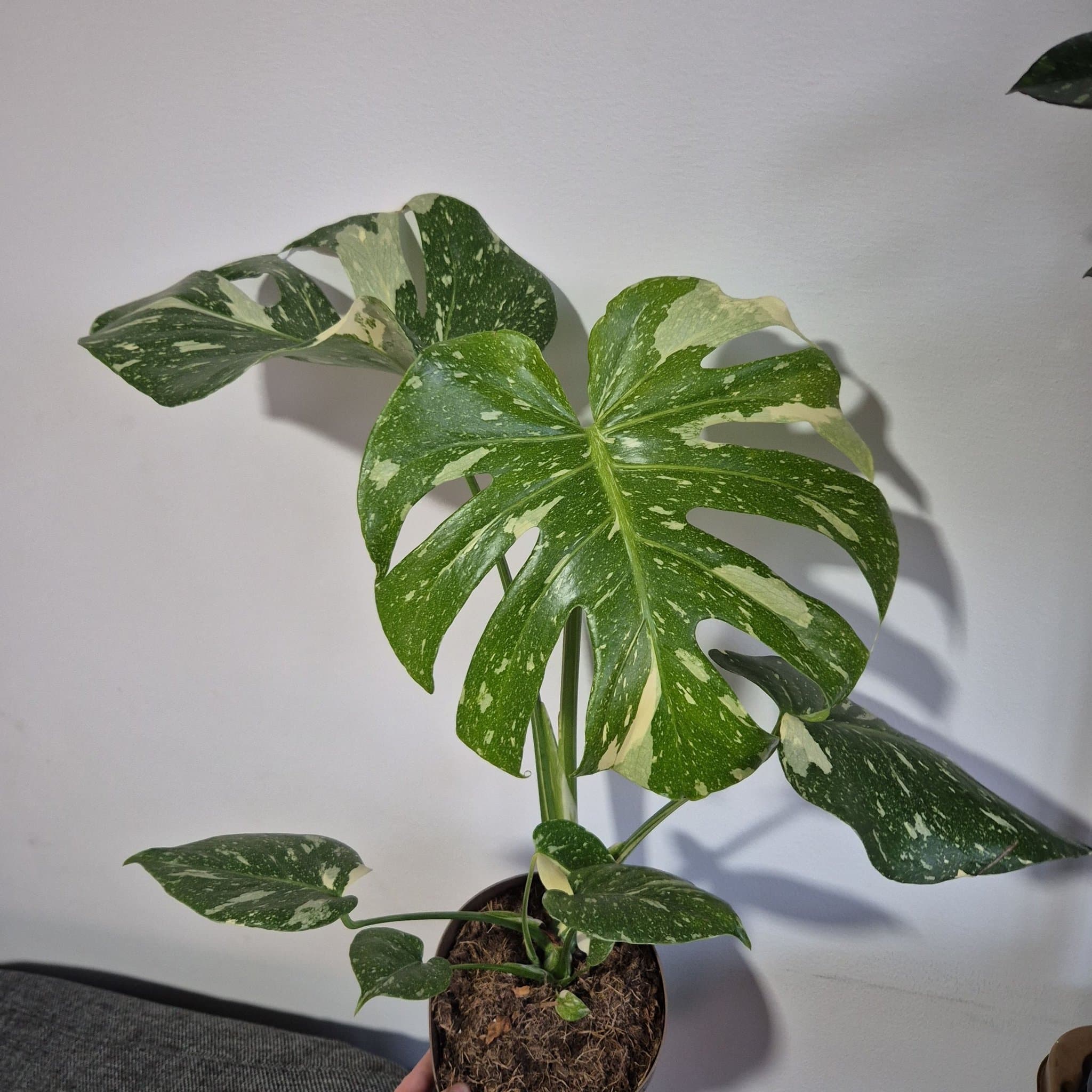 Monstera Thai Constellation stura växt