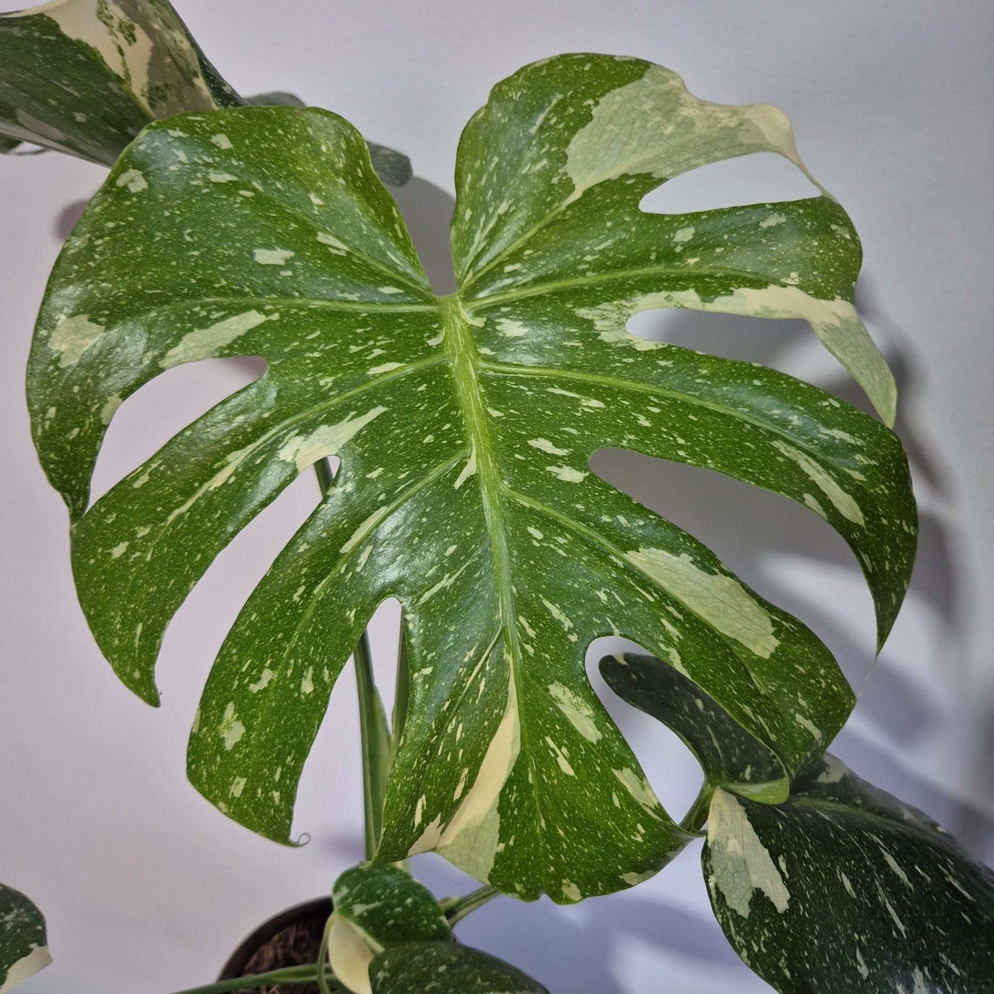 Monstera Thai Constellation stura växt