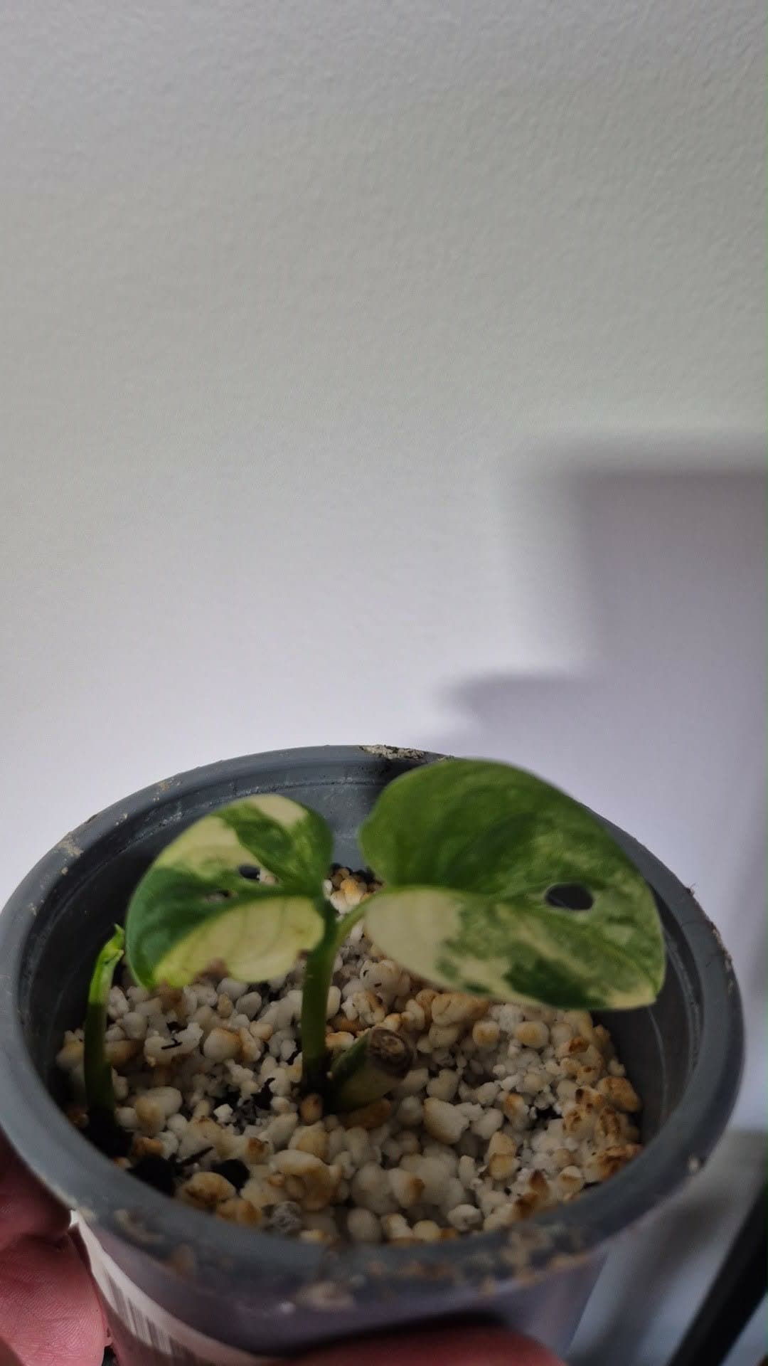 Monstera Adonisi variegata- Liten planta