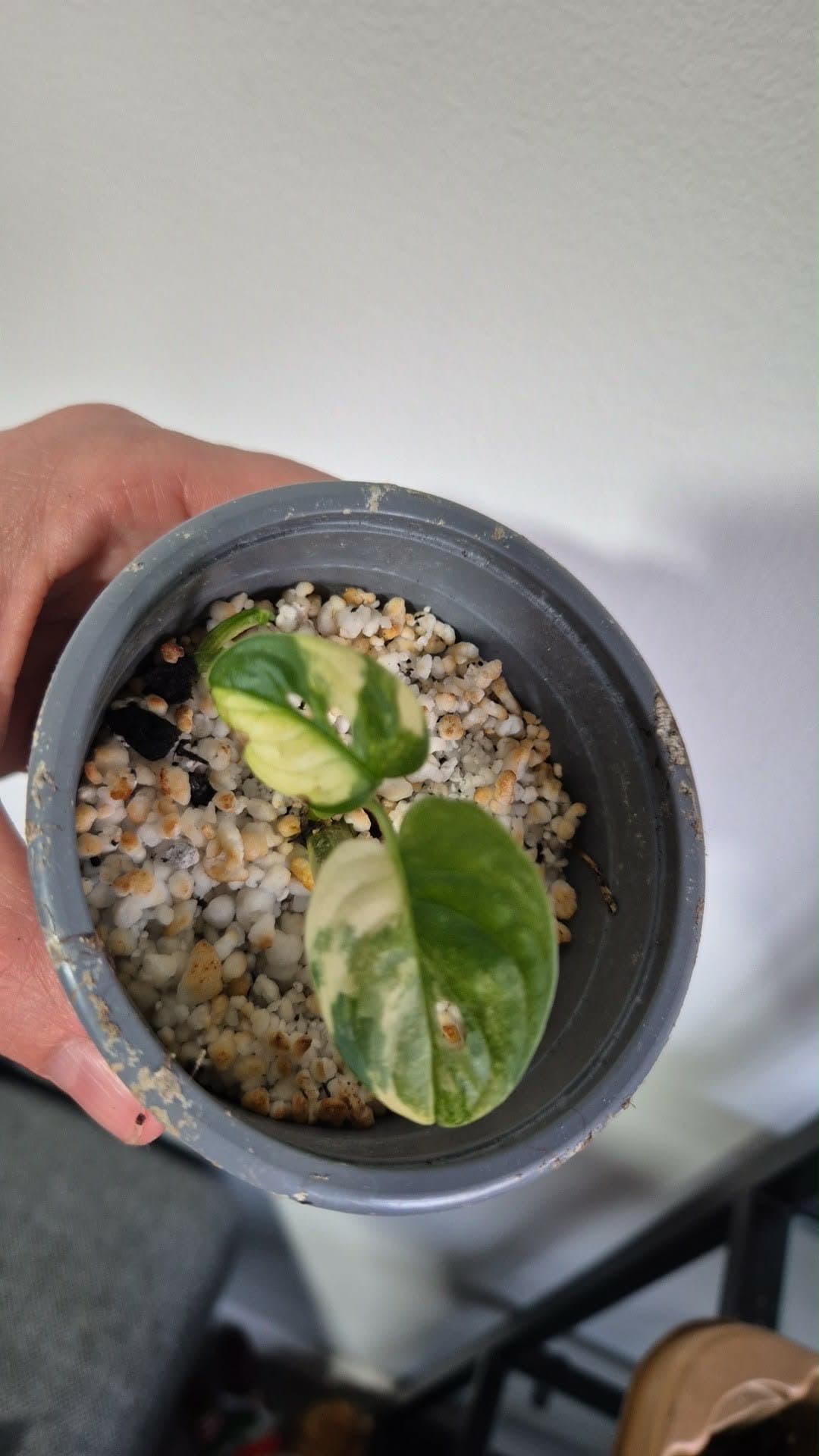 Monstera Adonisi variegata- Liten planta