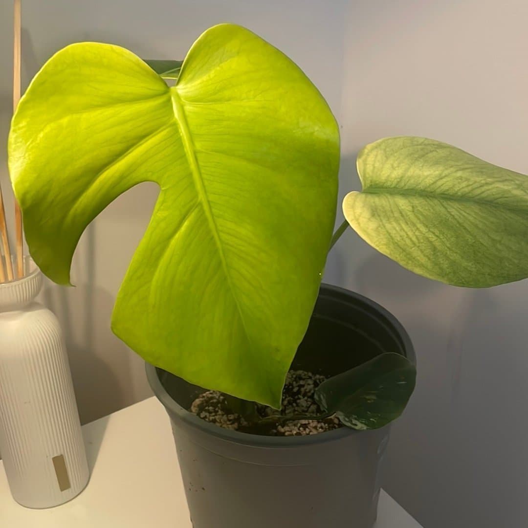 Monstera mint ej tc plant