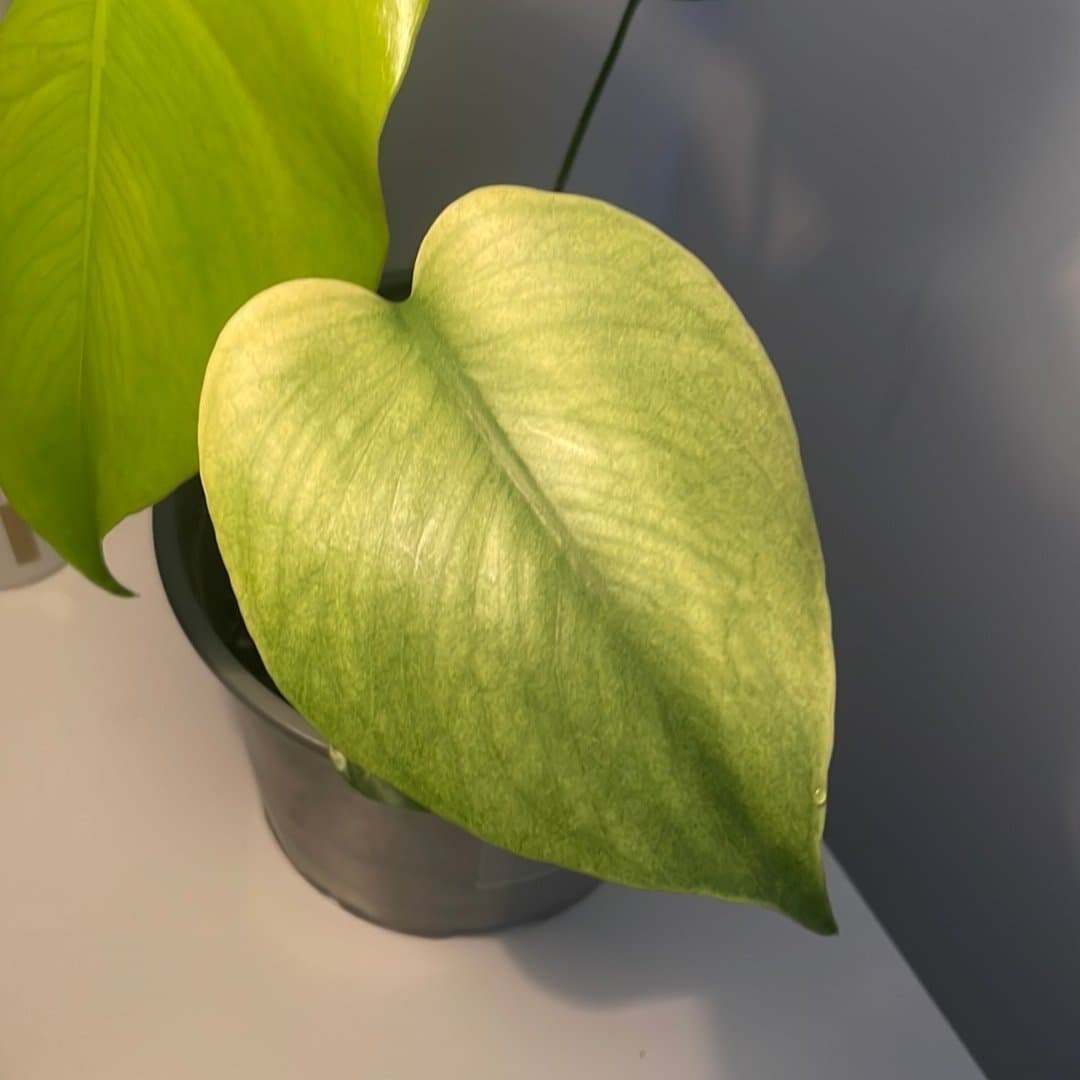 Monstera mint ej tc plant