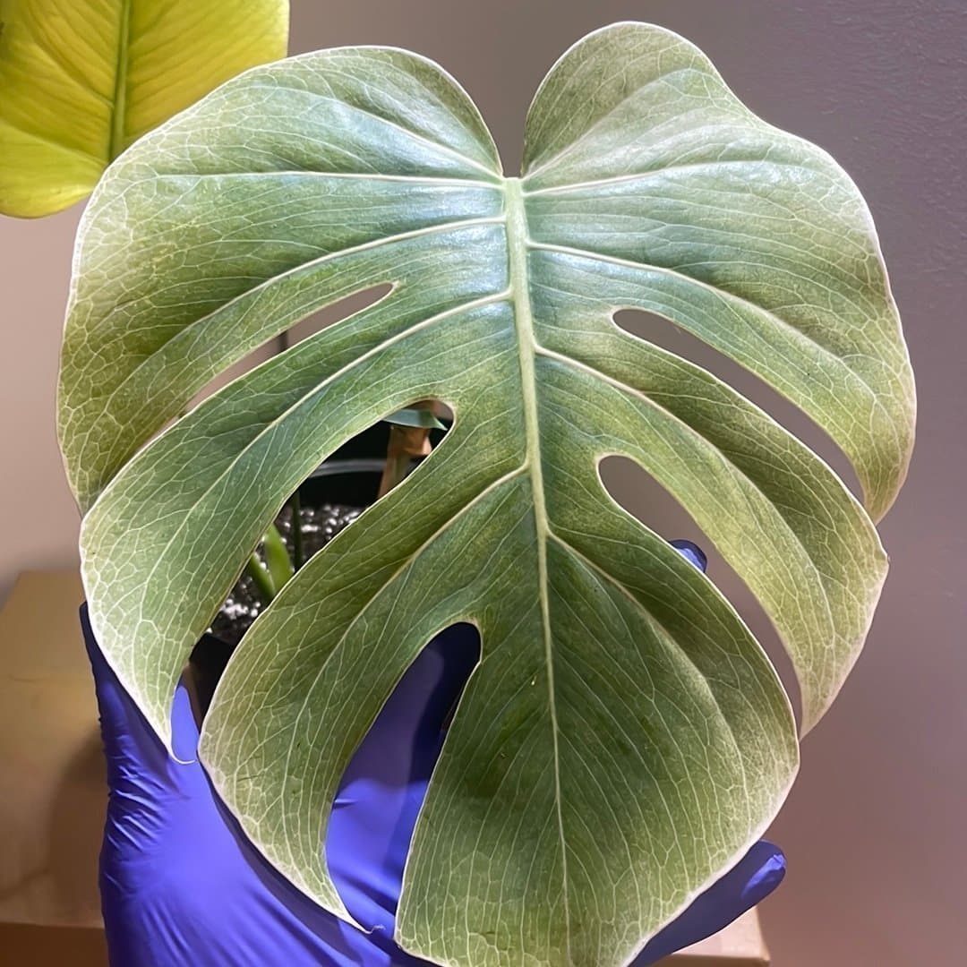 Monstera Mint Noid inte tc plant