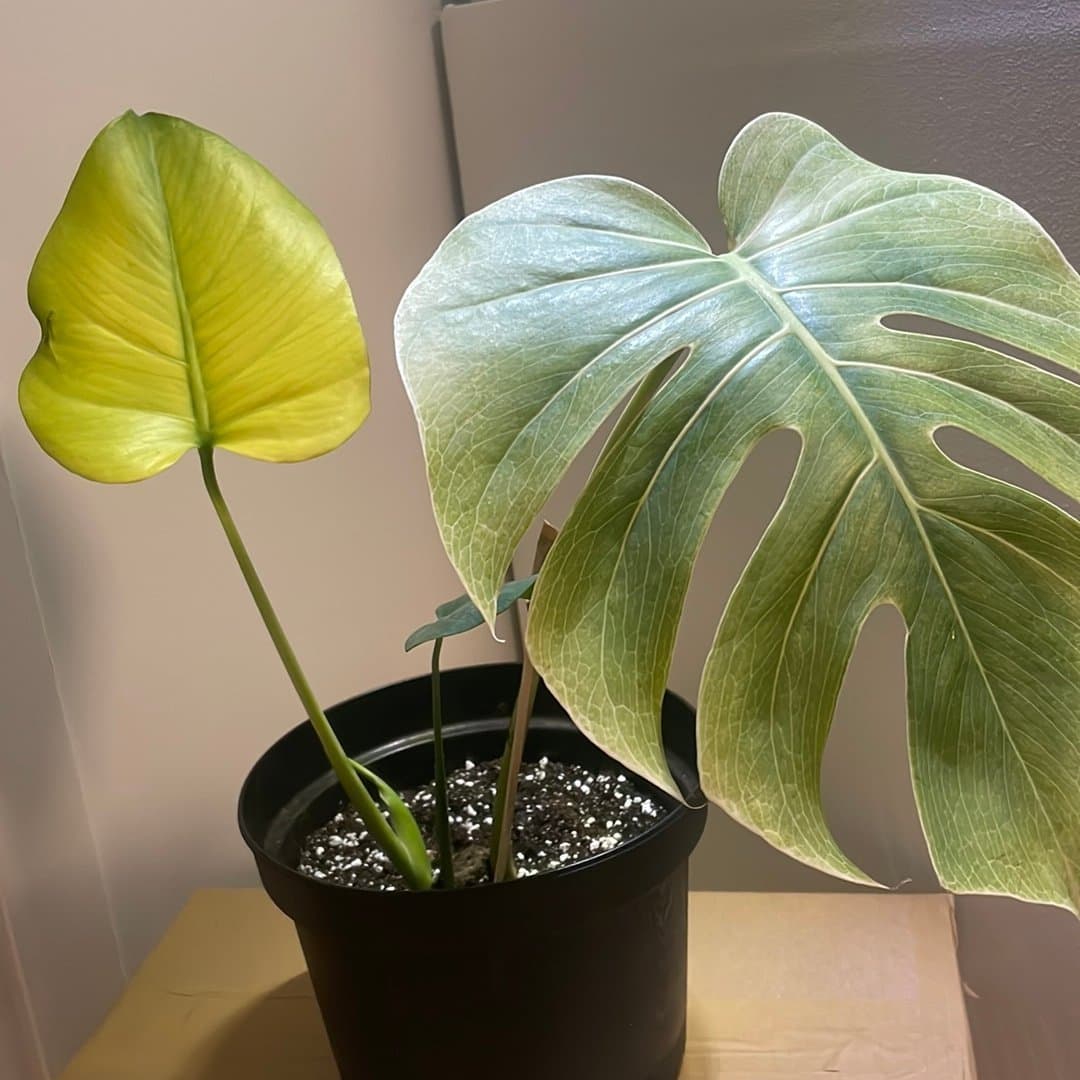 Monstera Mint Noid inte tc plant