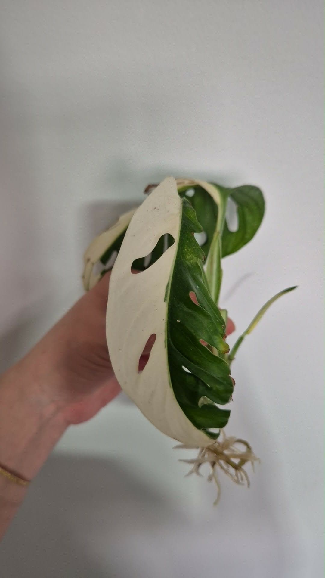 Monstera Adansonii Variegata stickling