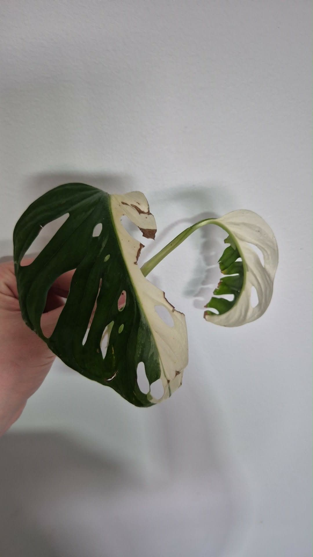 Monstera Adansonii Variegata stickling