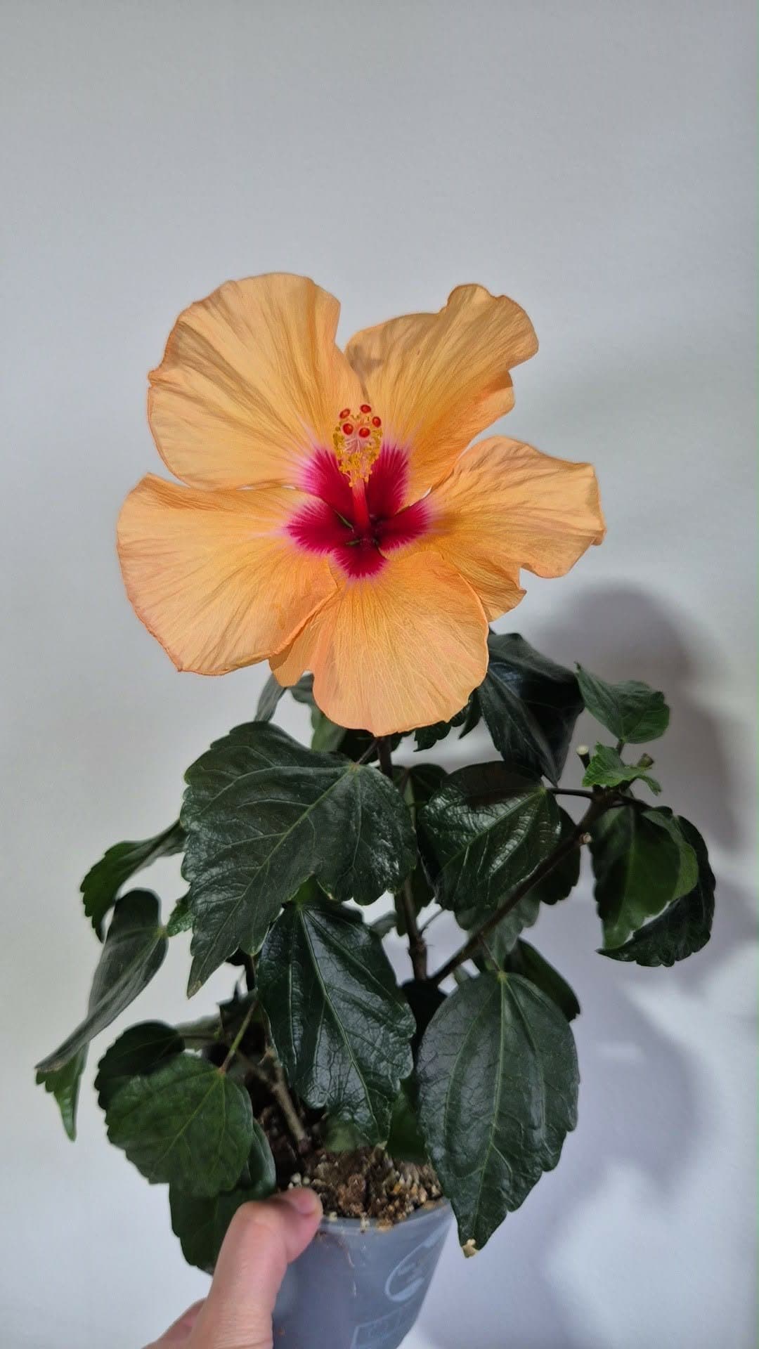 Hibiskus planta