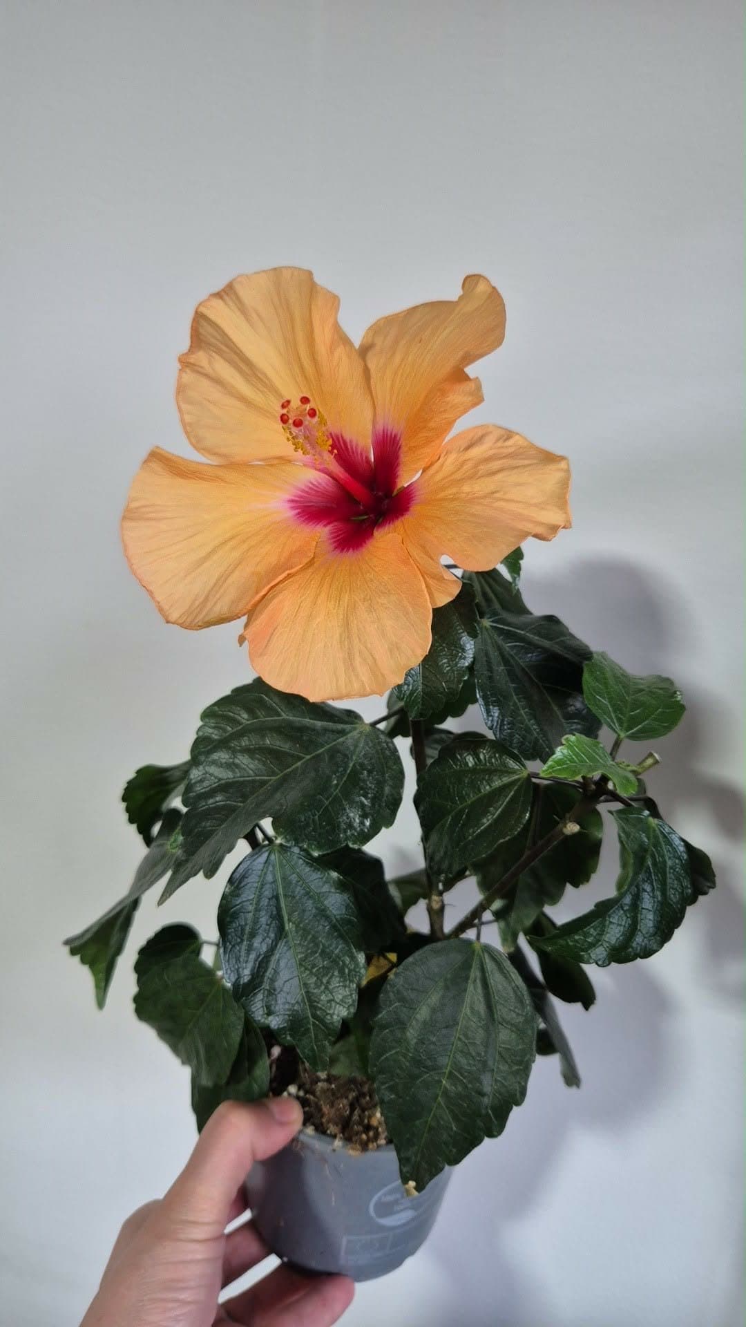 Hibiskus planta