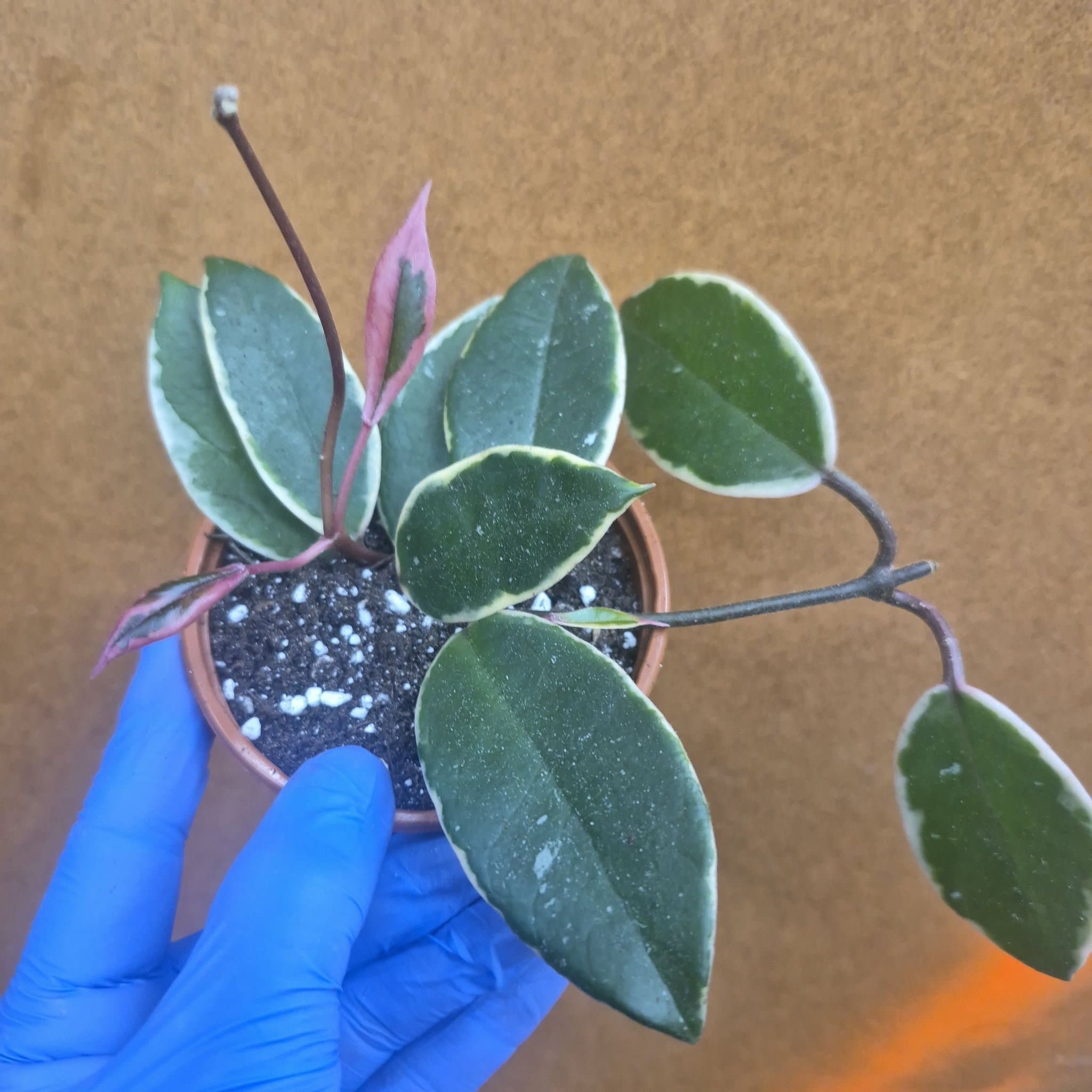 Hoya Krimson Queen