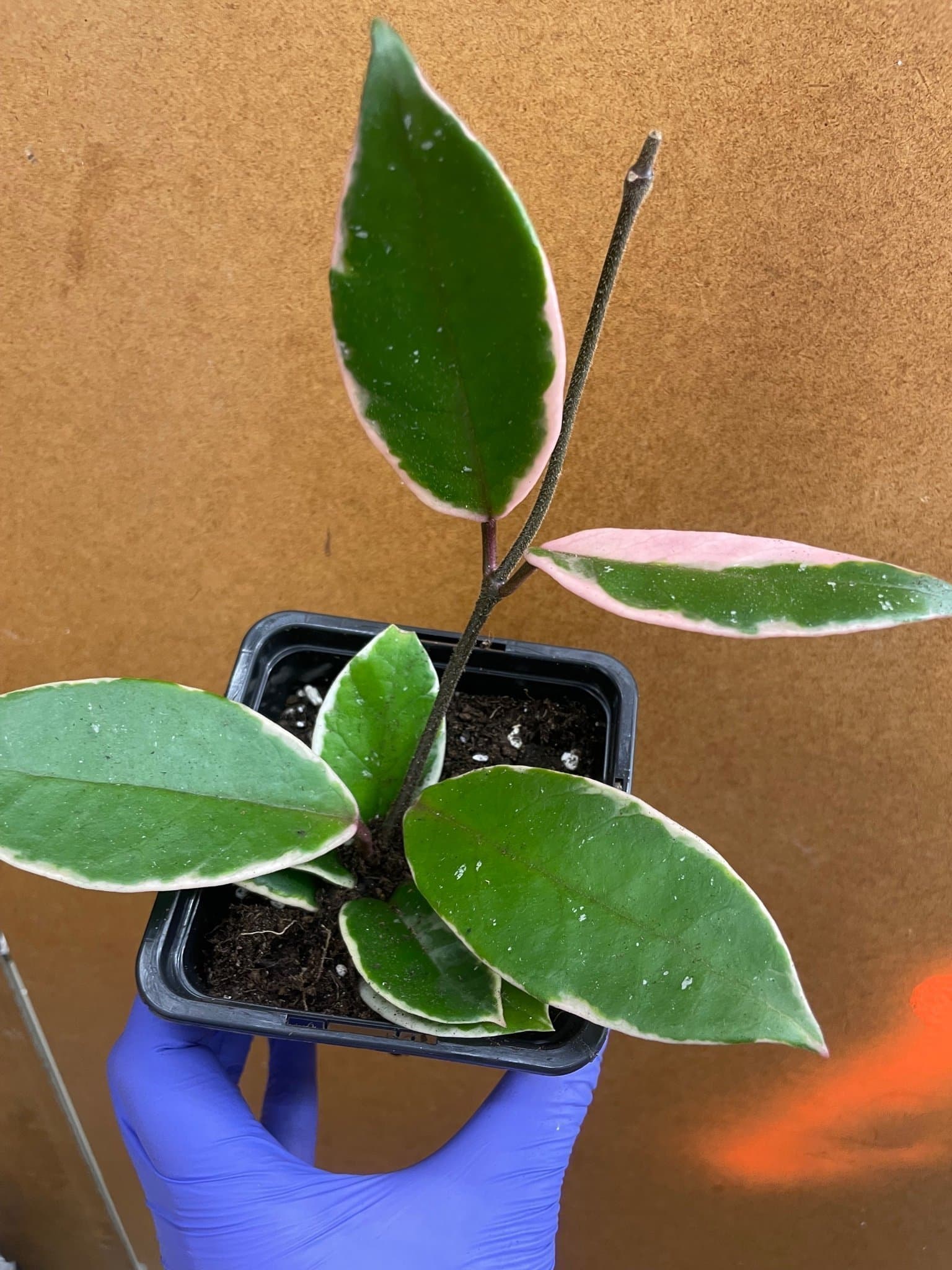 Hoya Krimson Queen